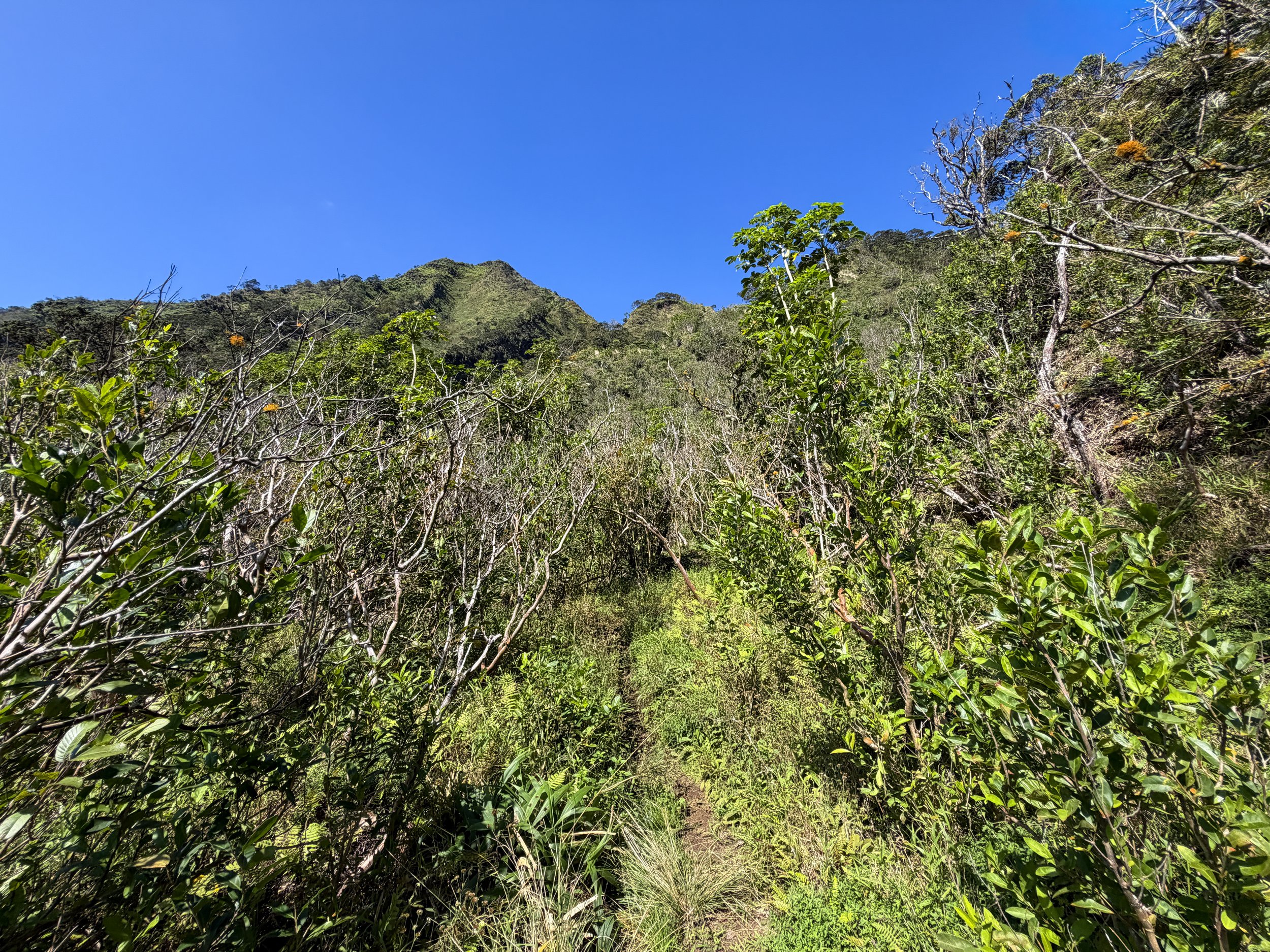 Kulanaahane Trail Oahu Hawaii