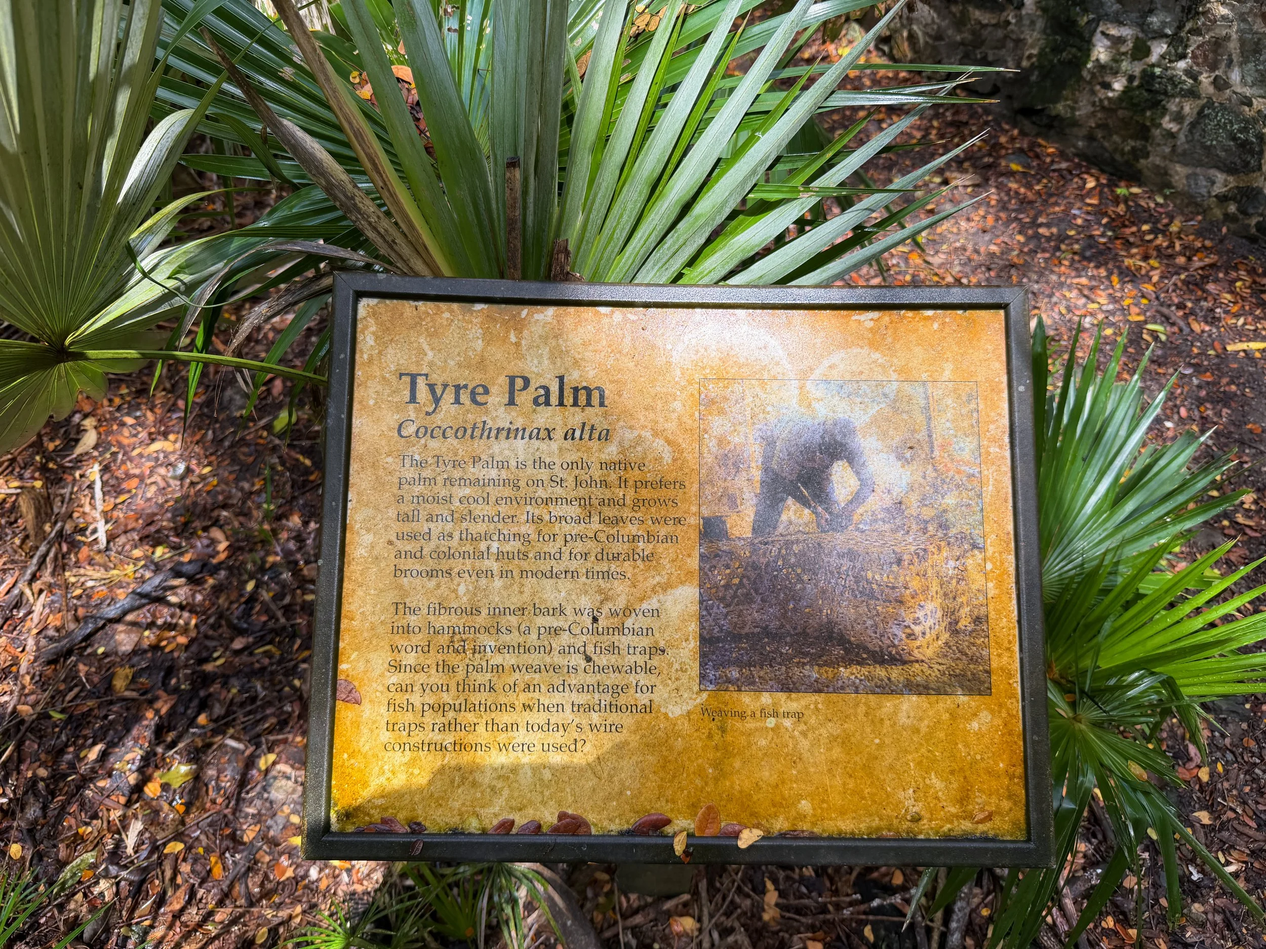 Cinnamon Bay Loop Trail Virgin Islands National Park