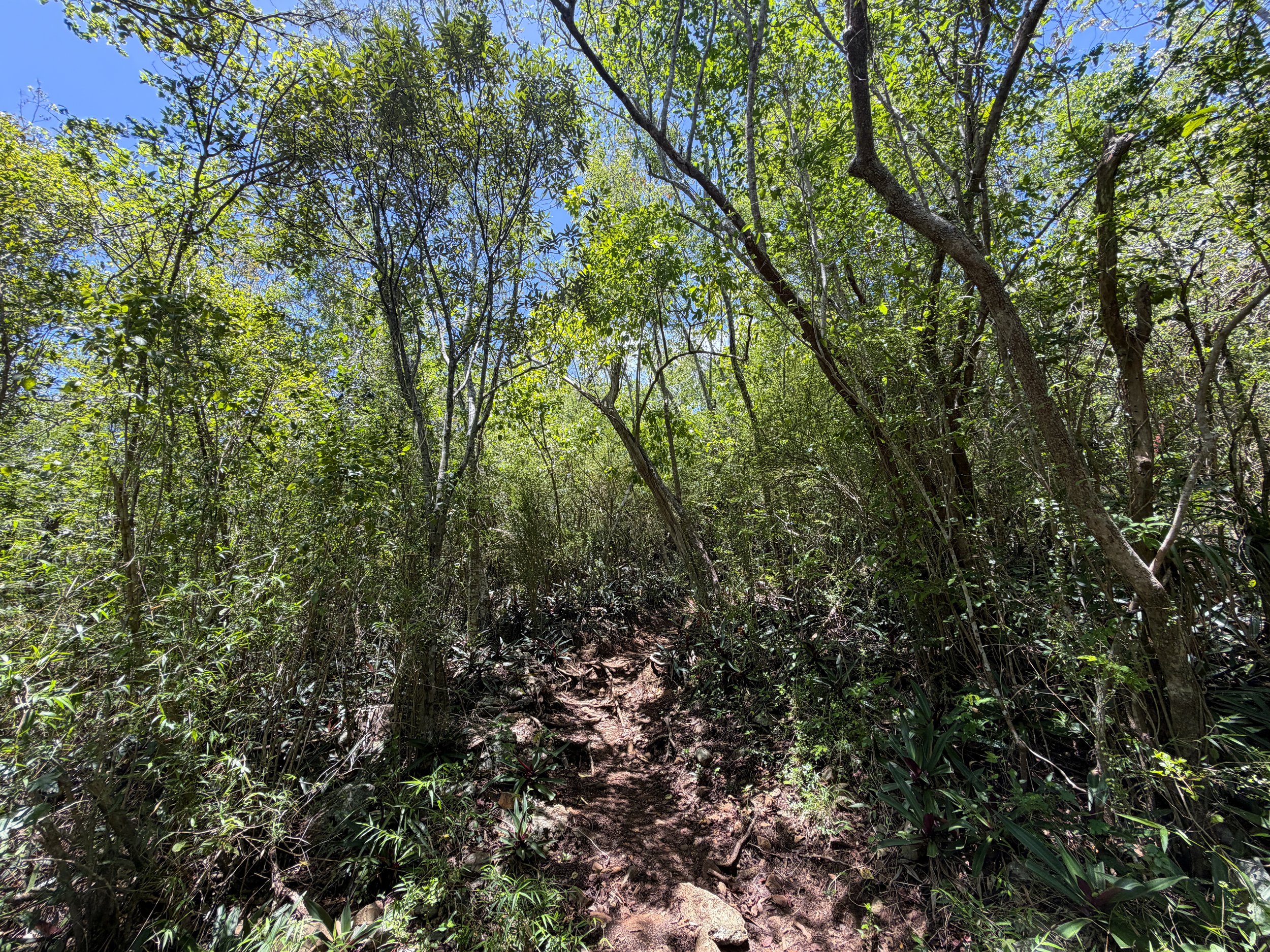 Caneel Hill Trail Virgin Islands National Park
