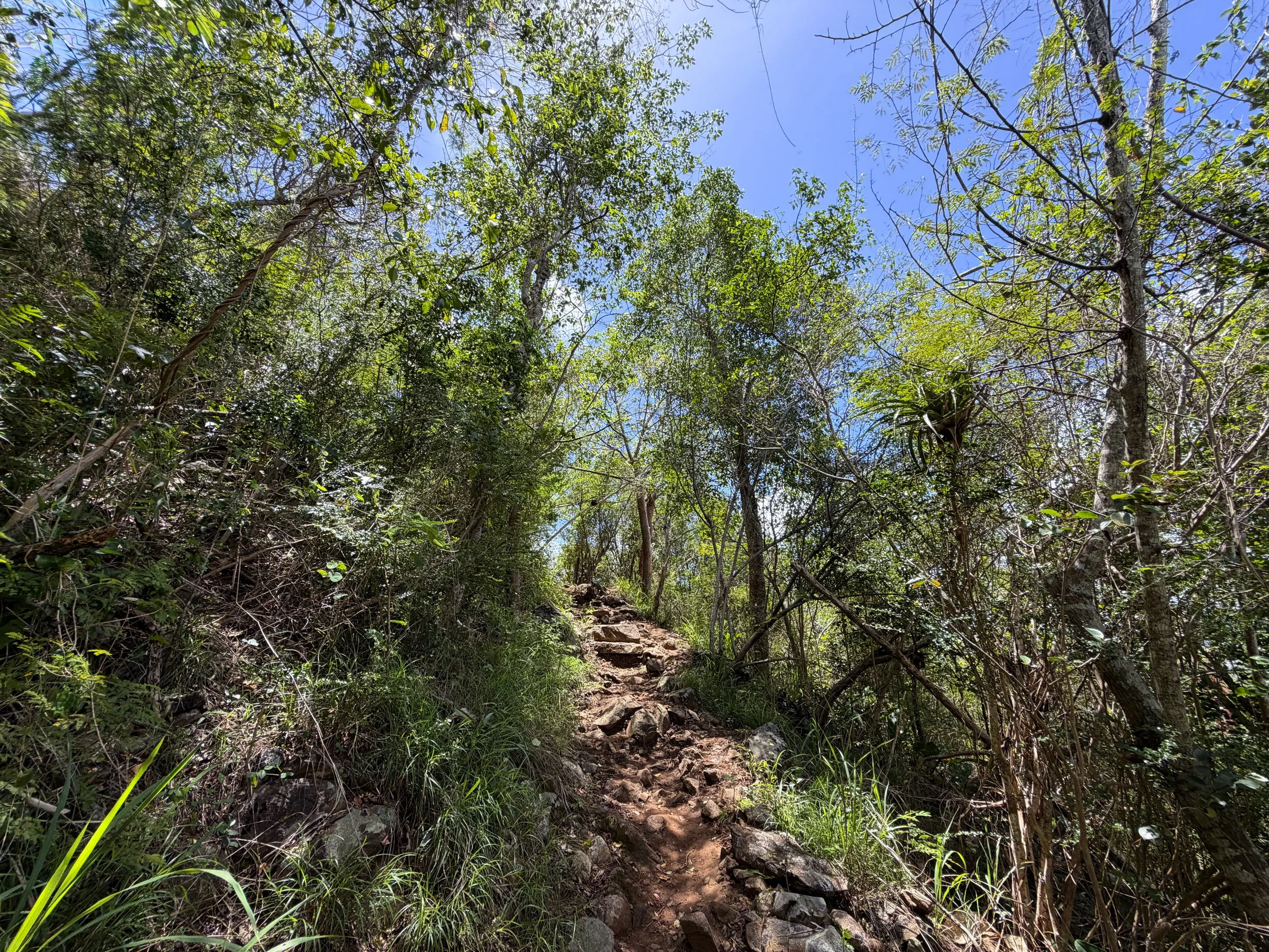 Caneel Hill Hike Virgin Islands National Park