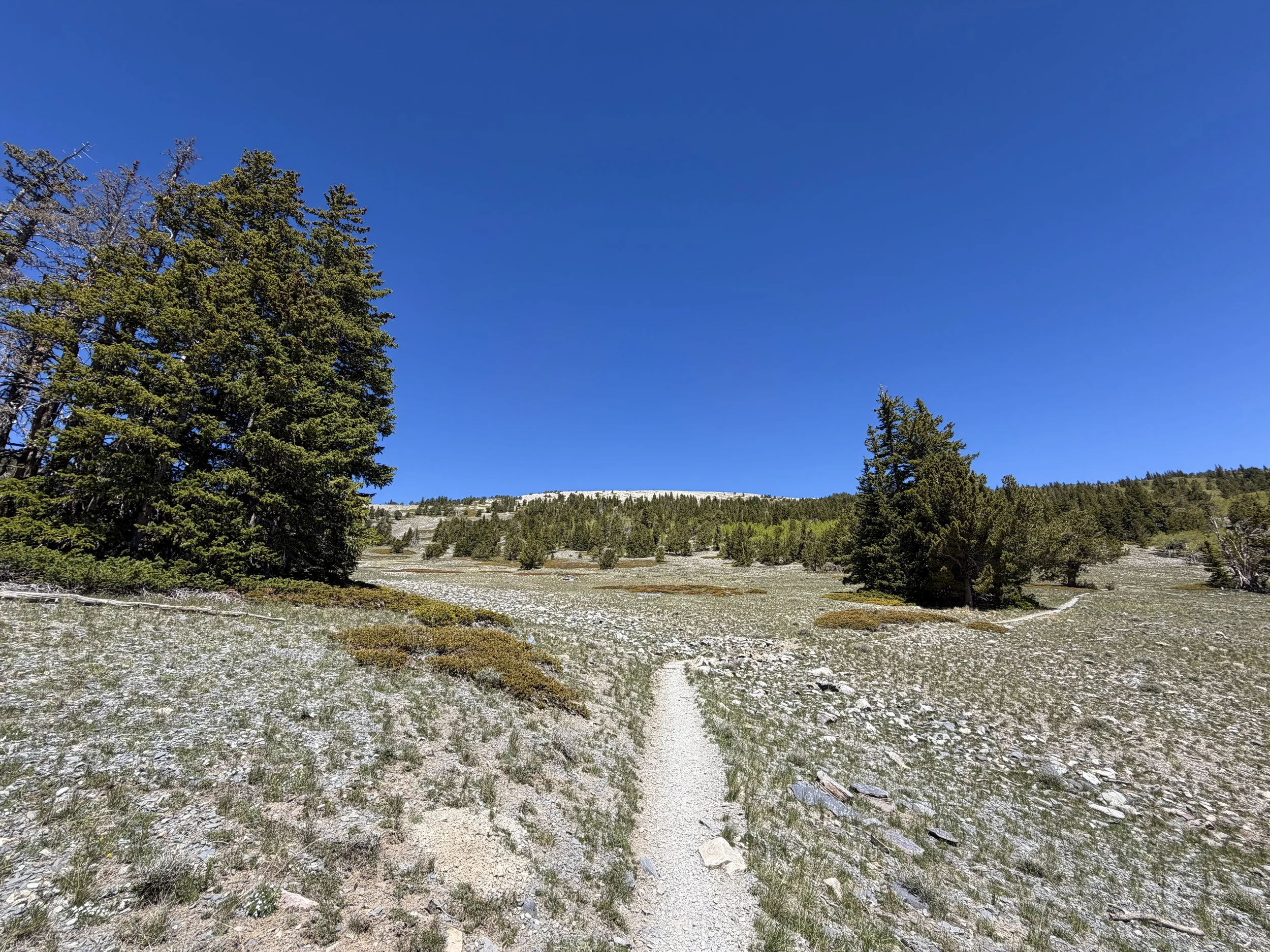 Wheeler Peak Trail Great Basin National Park Nevada
