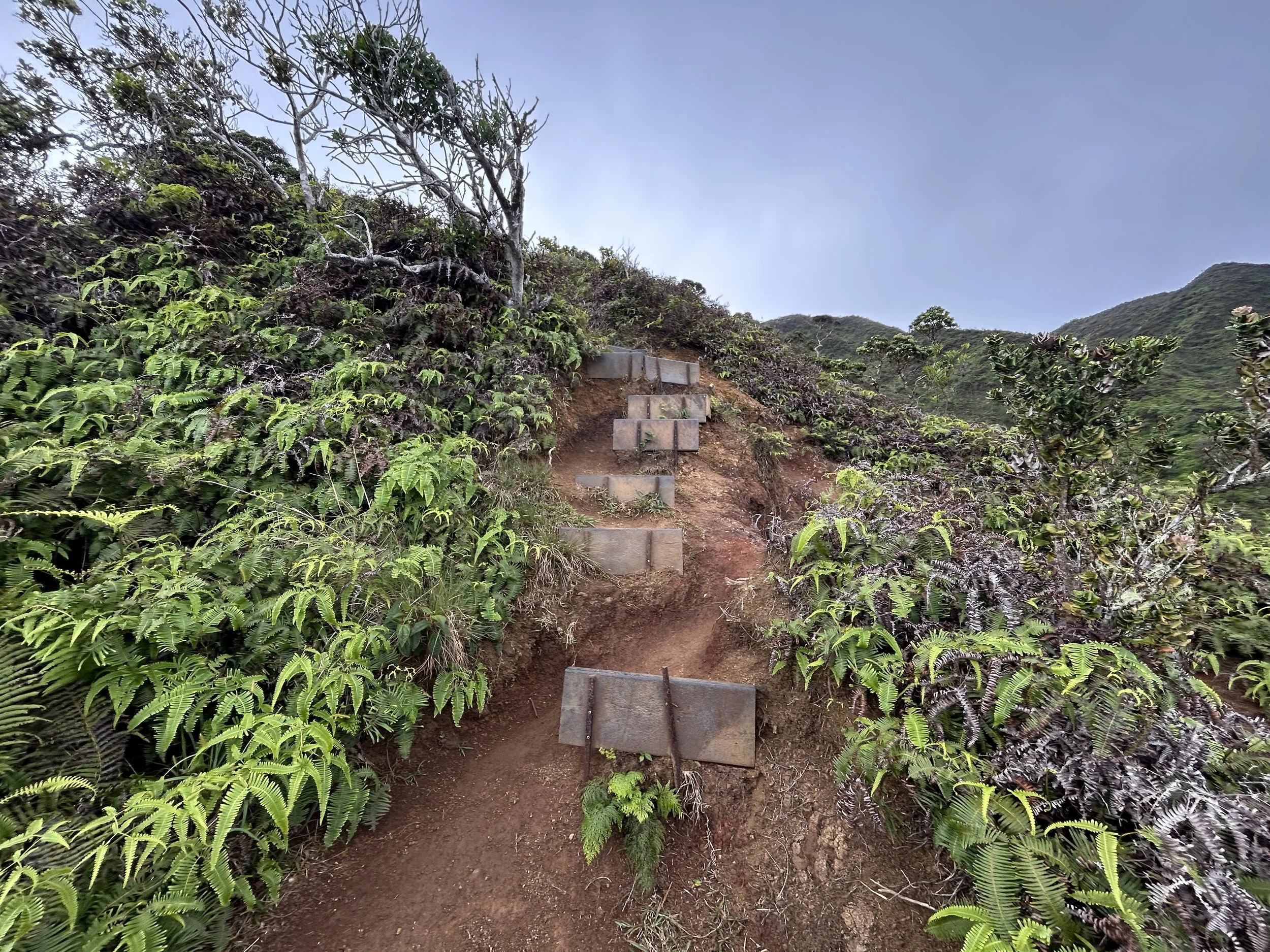 Hiking the Hawaiʻi Loa Ridge Trail on Oʻahu — noahawaii