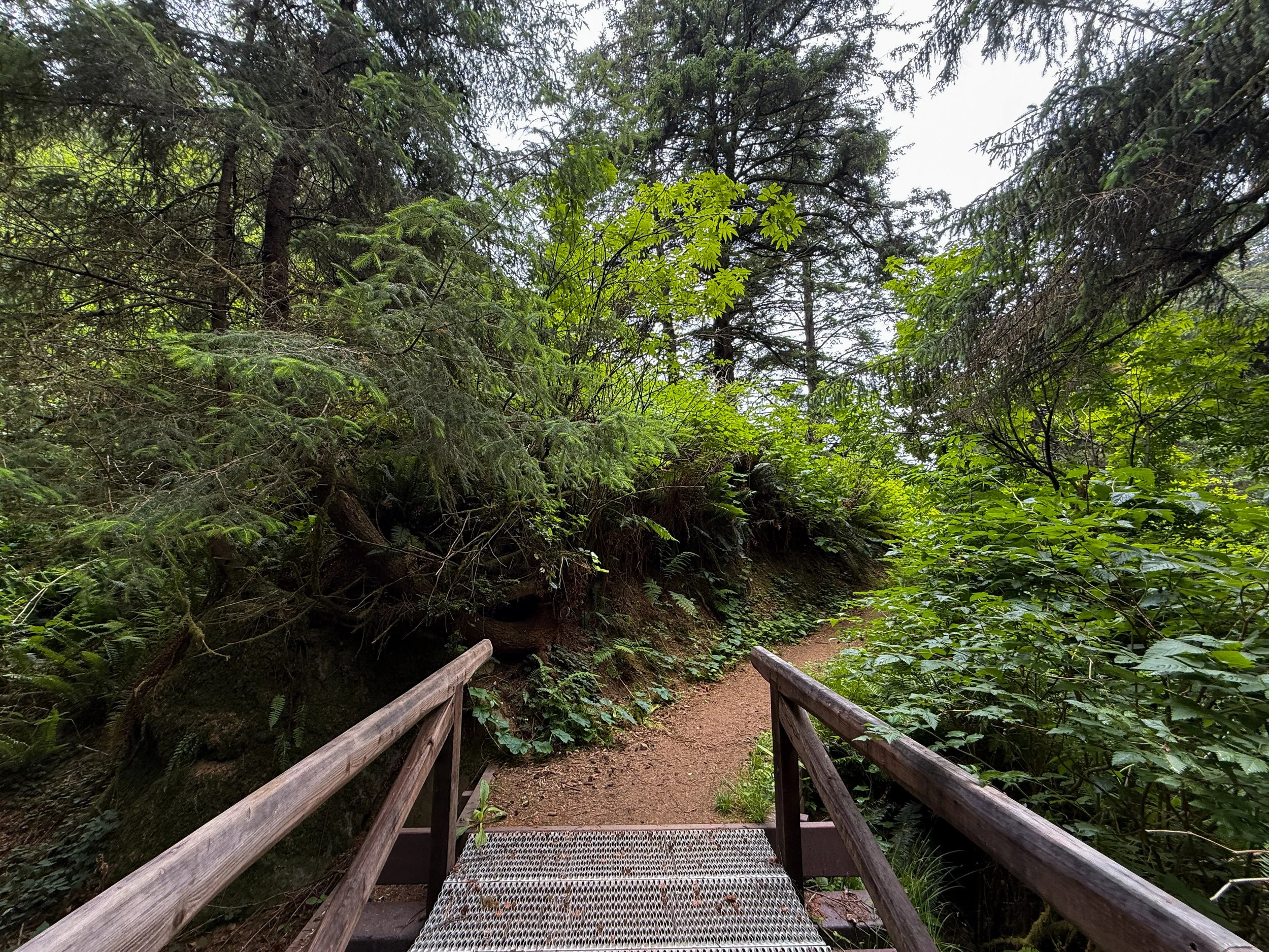 Damnation Creek Trail Bridge Del Norte Coast Redwoods State Park California