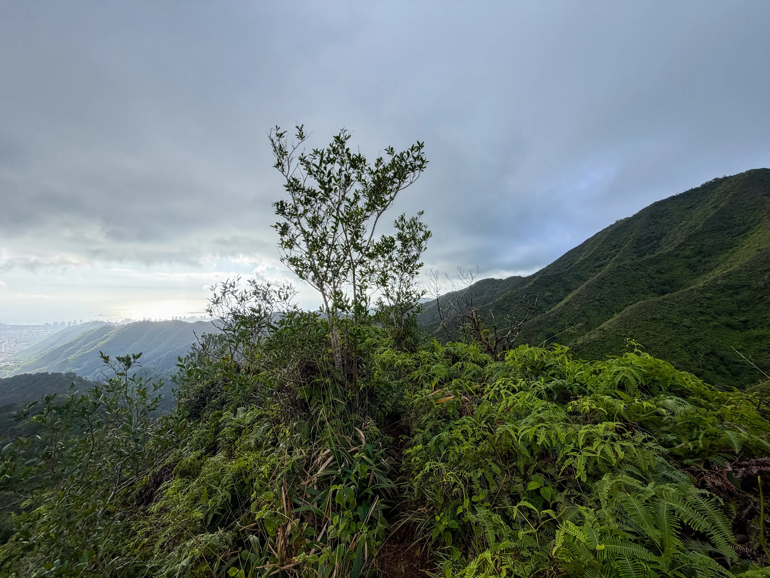 Kaau Crater Loop Trail Oahu Hawaii