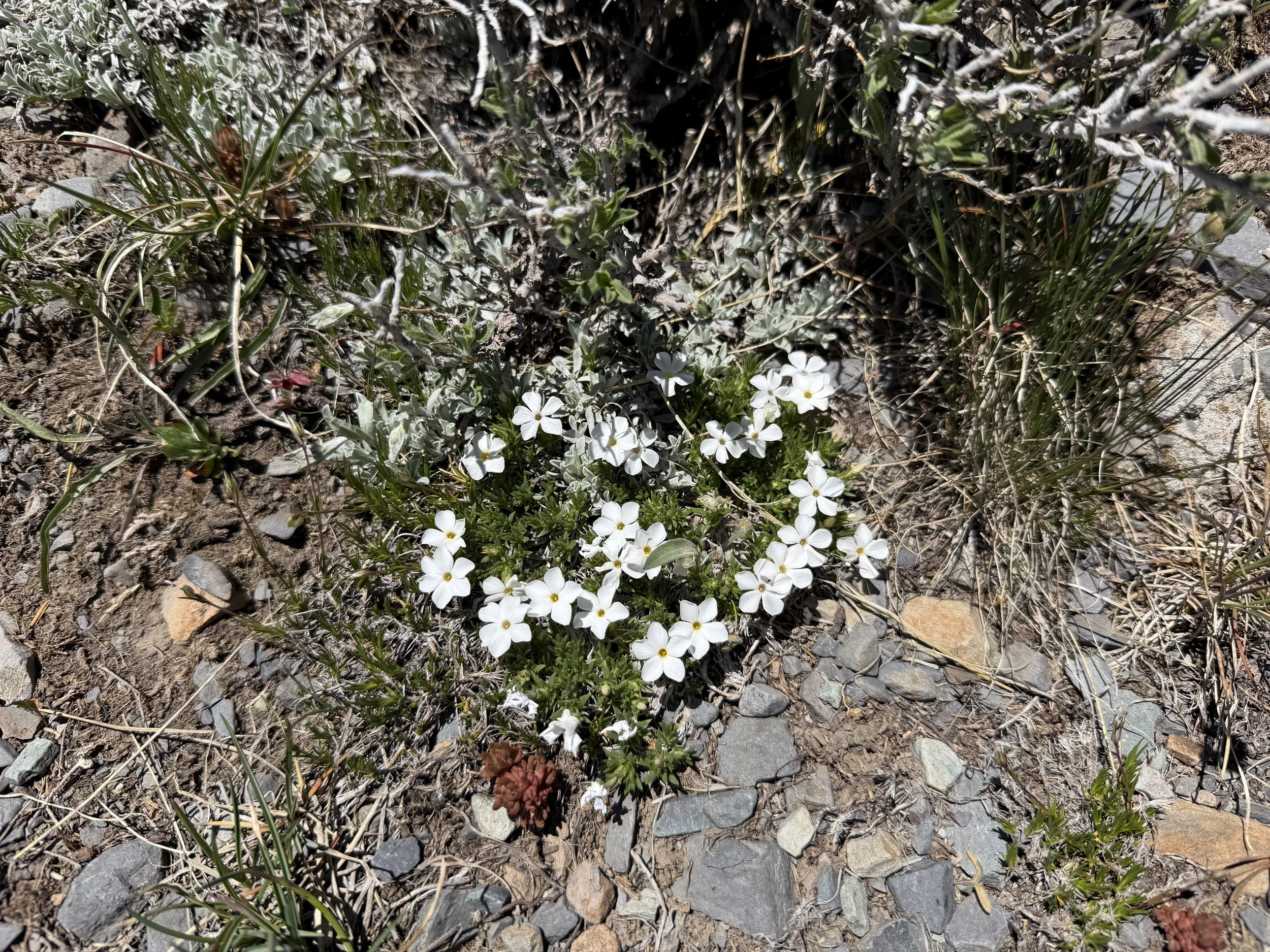 Cushion Phlox pulvinata