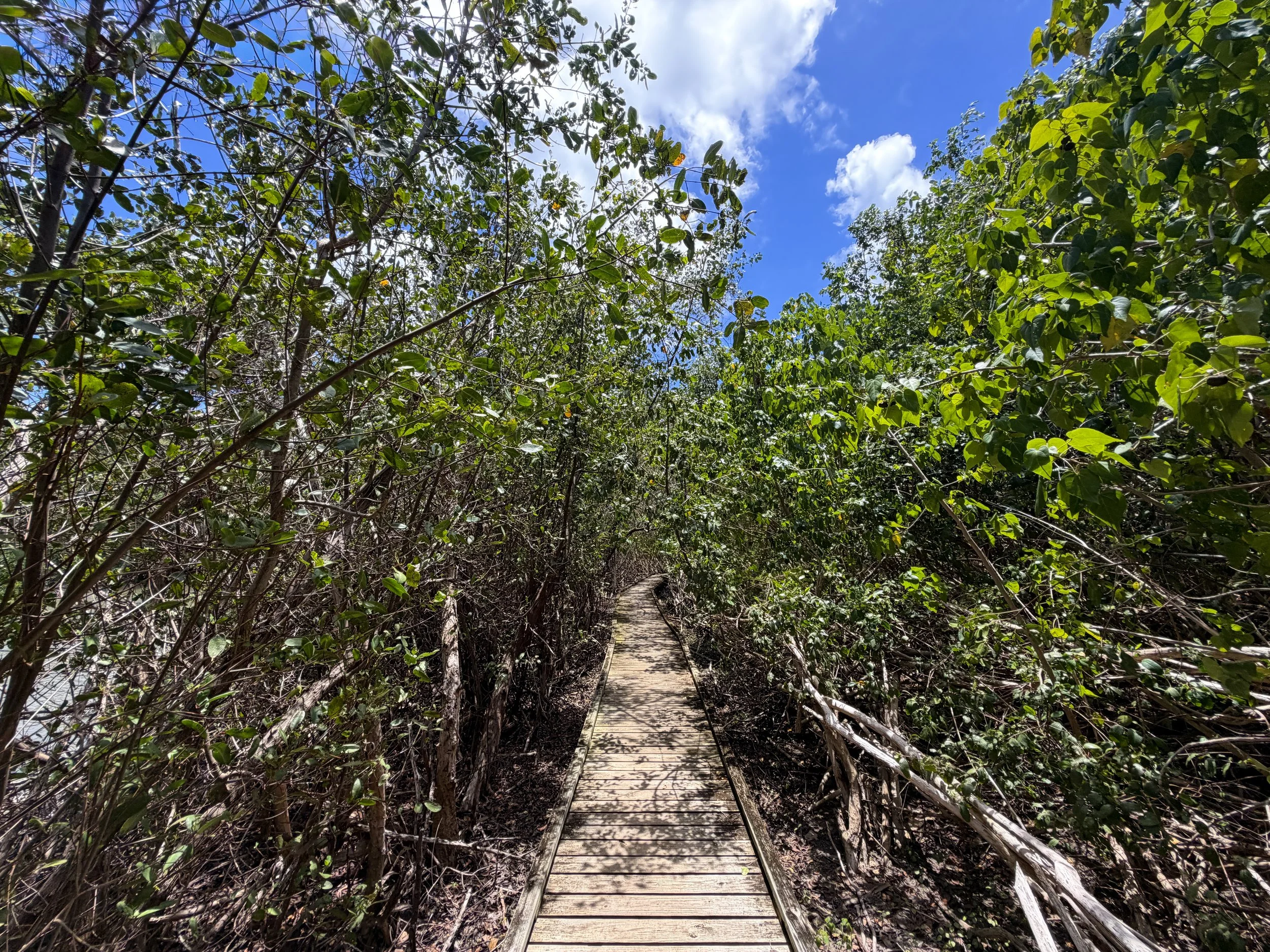 Francis Bay Trail Virgin Islands National Park