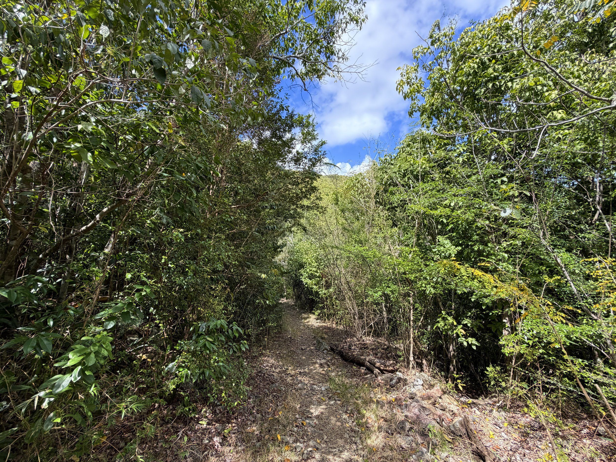 Johnny Horn Trail Virgin Islands National Park
