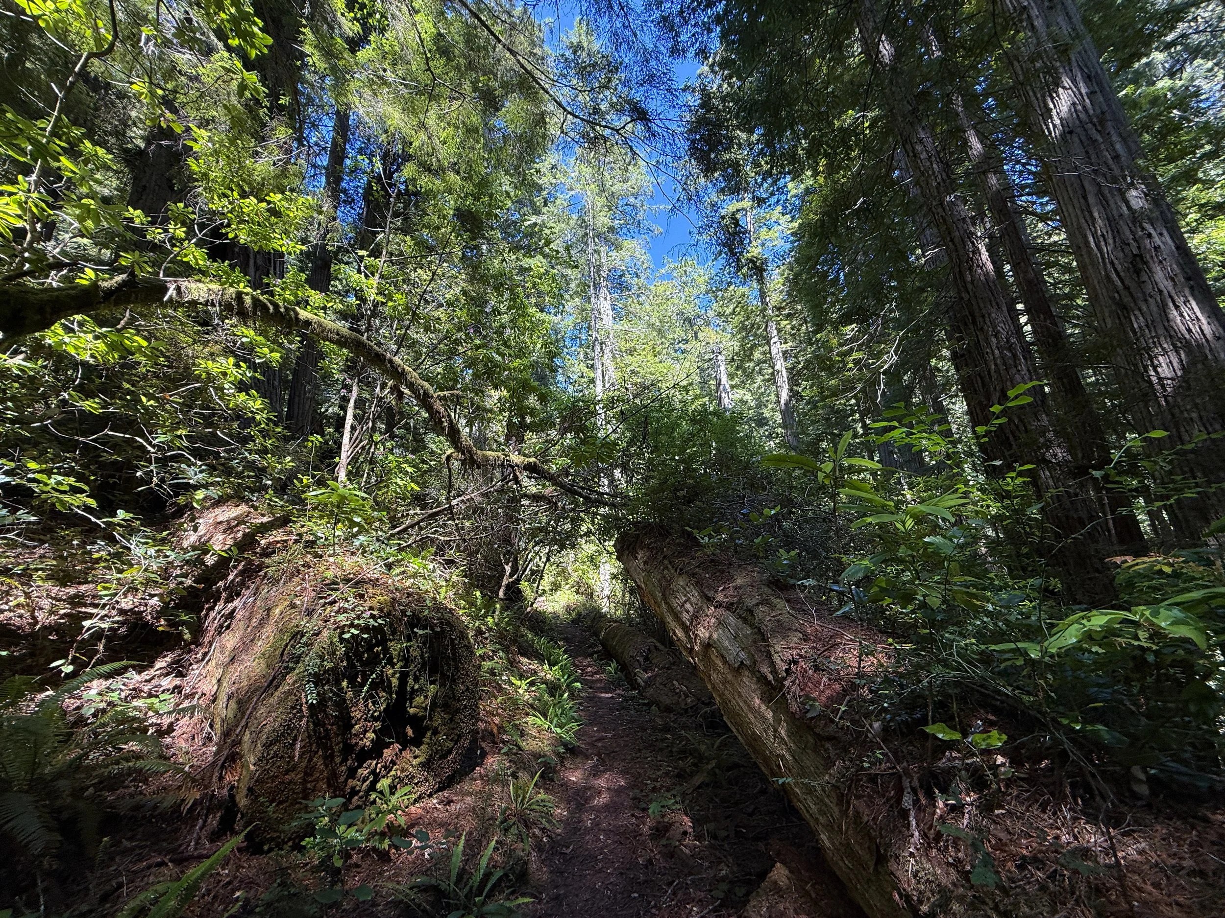 Hope Creek-Ten Taypo Loop Trail Prairie Creek Redwoods State Park California