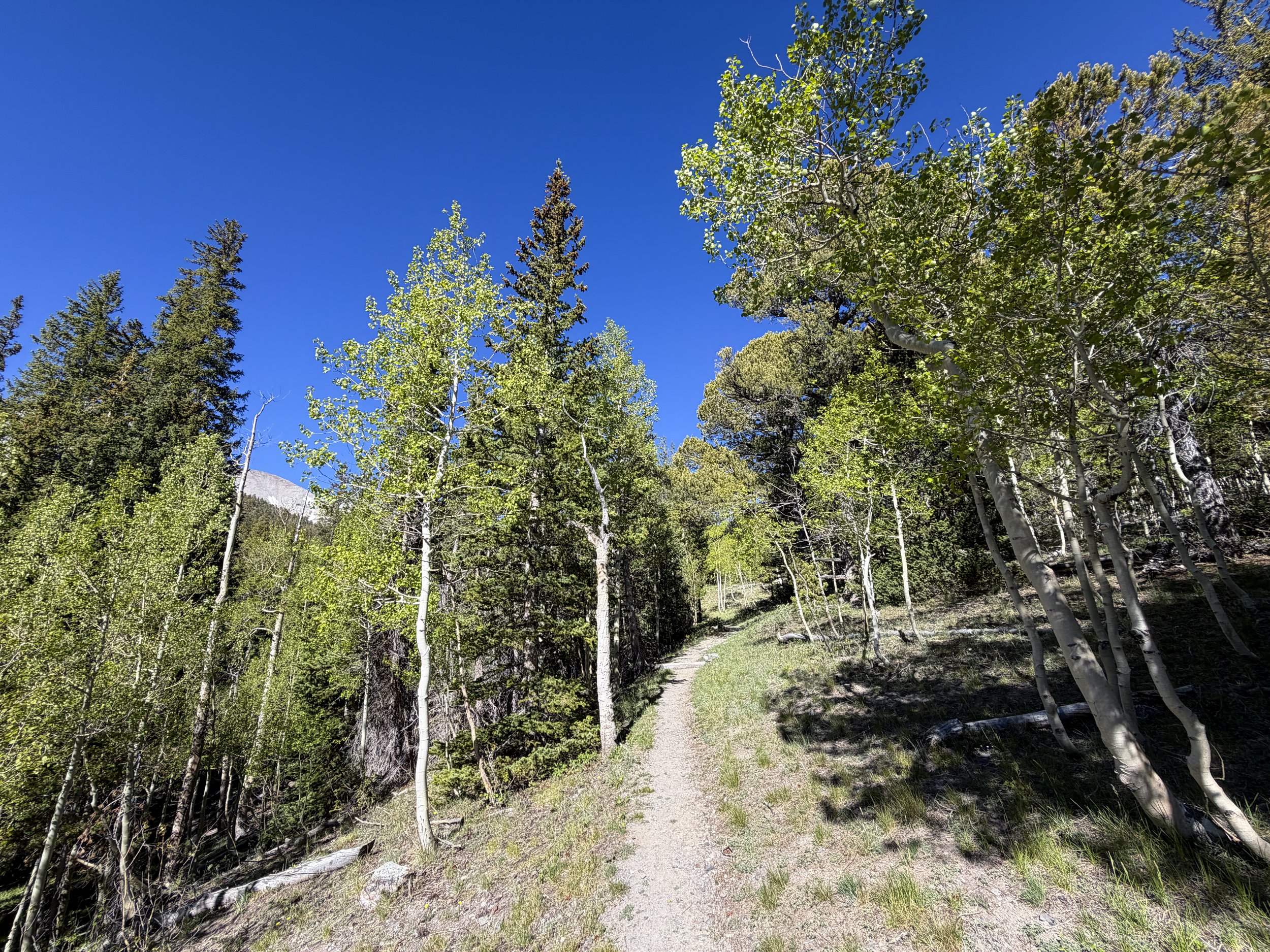 Lehman Creek Trail Great Basin National Park Nevada