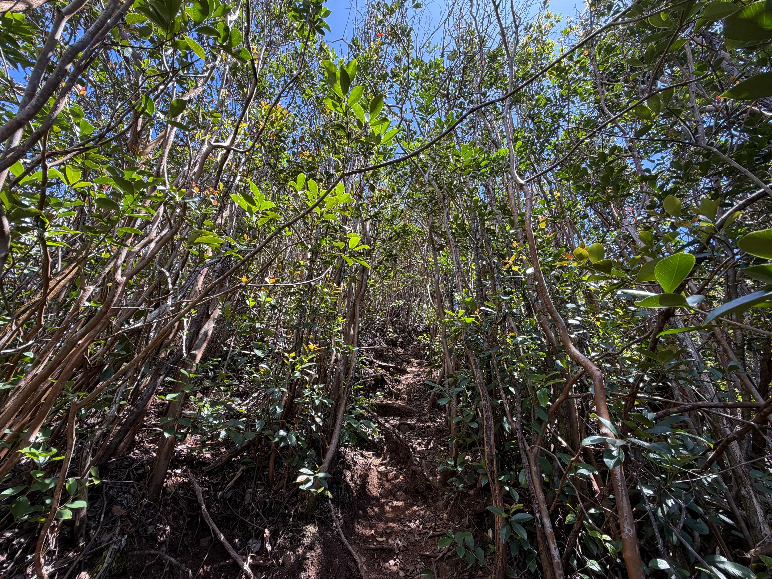 Moanalua Valley to Tripler Ridge Trail Oahu Hawaii