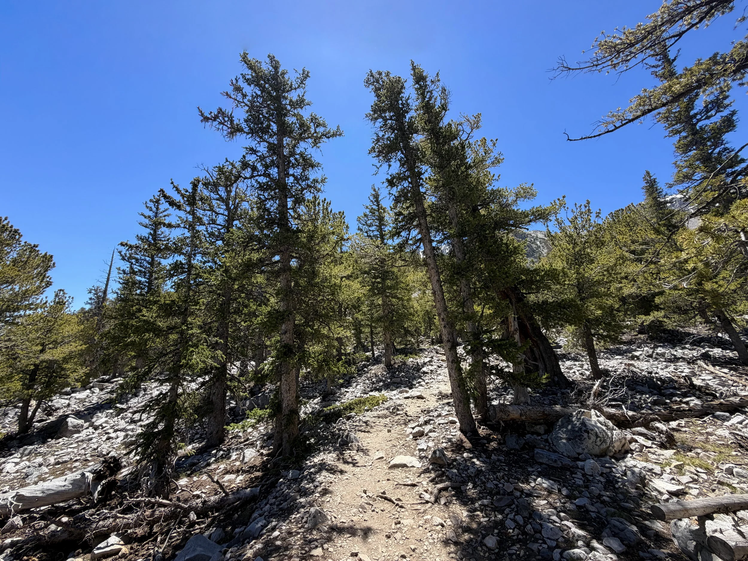 Bristlecone Hike Great Basin National Park Nevada