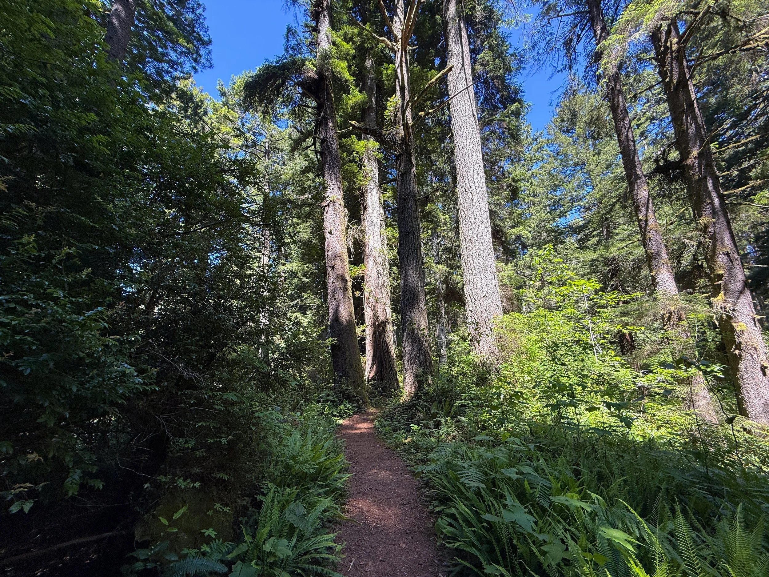 Ossagon Trail Prairie Creek Redwoods State Park California