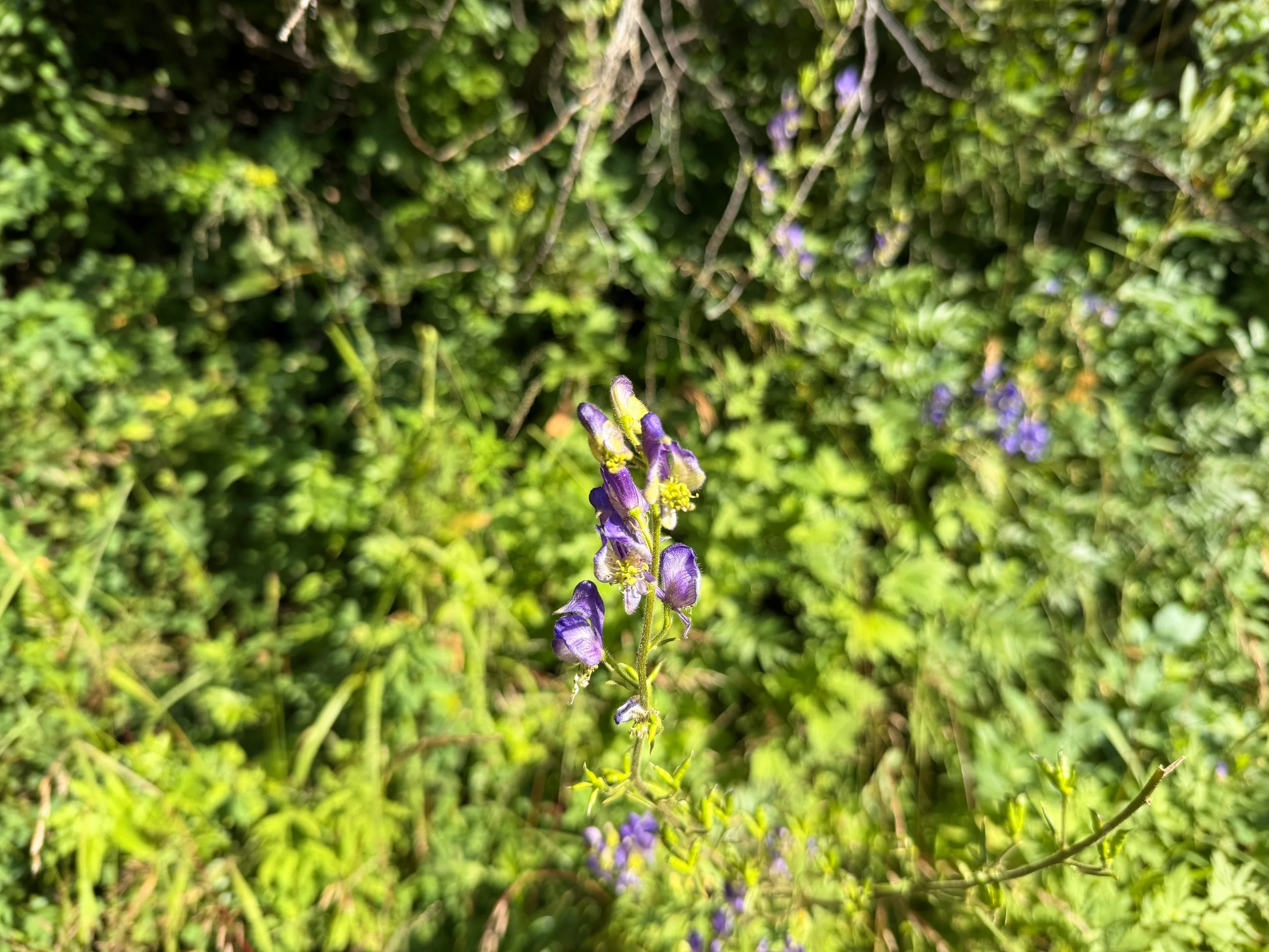 Columbian Monkshood Aconitum columbianum