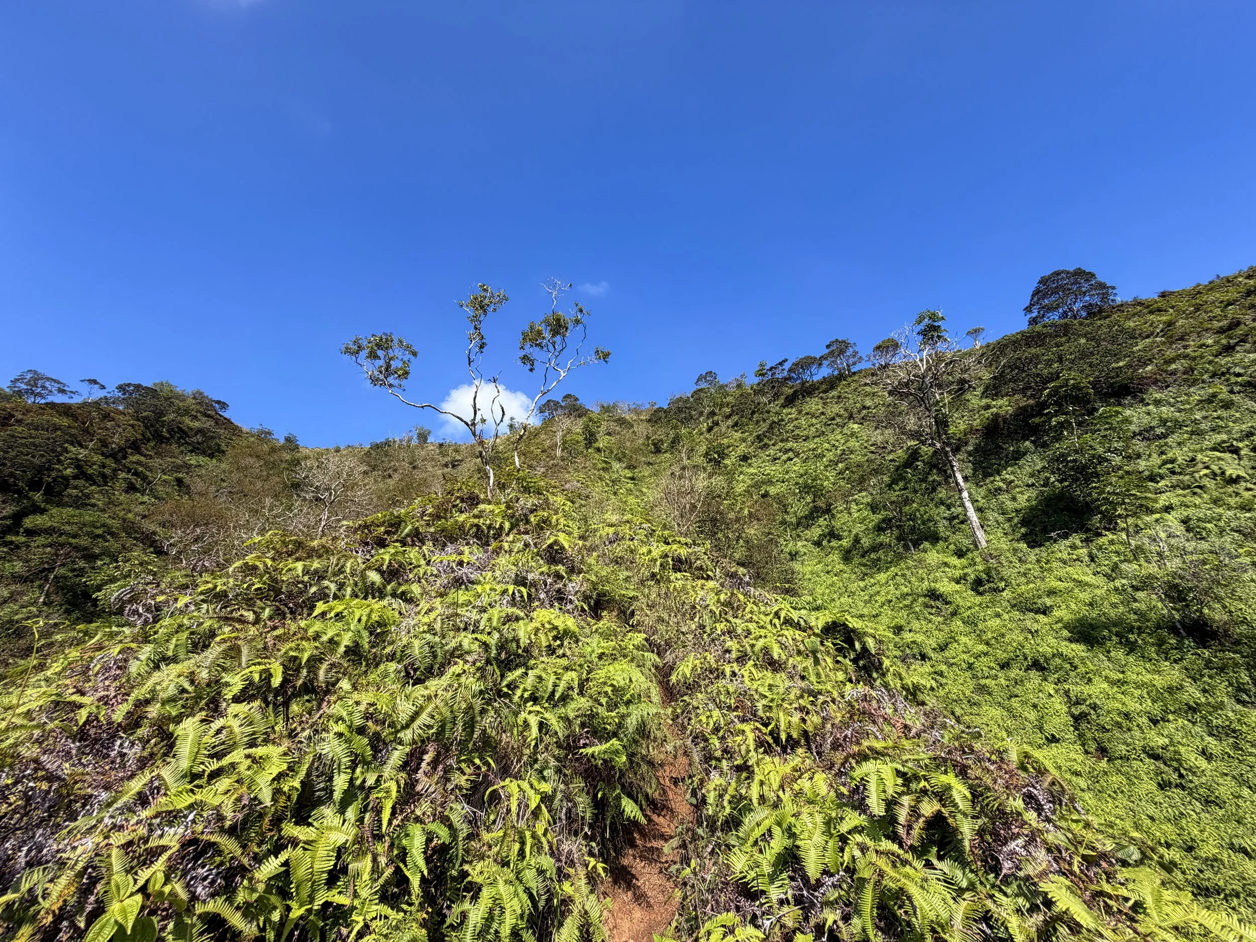 Kulanaahane Ridge Trail Oahu Hawaii