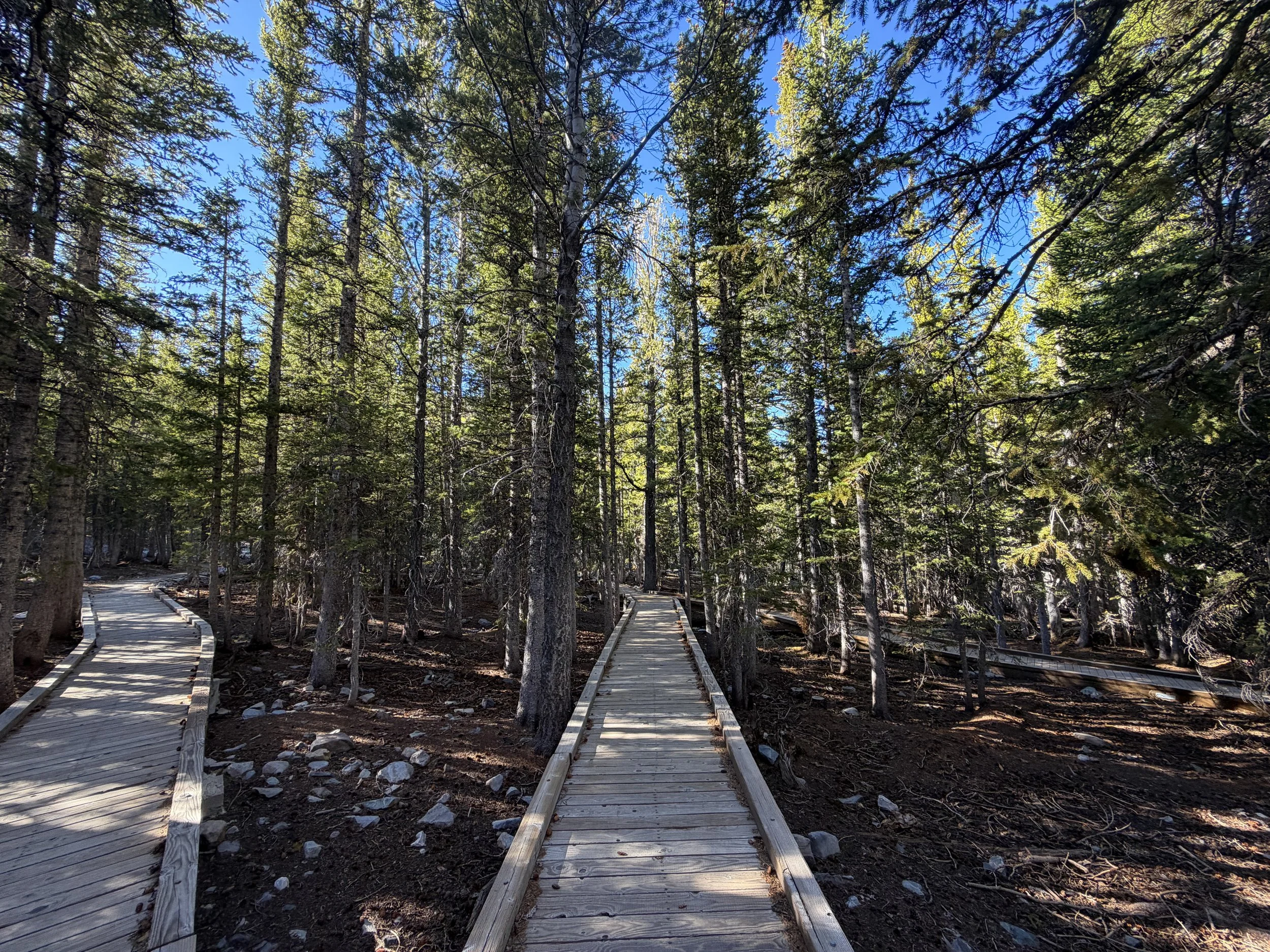 Island Forest Trail Great Basin National Park Nevada
