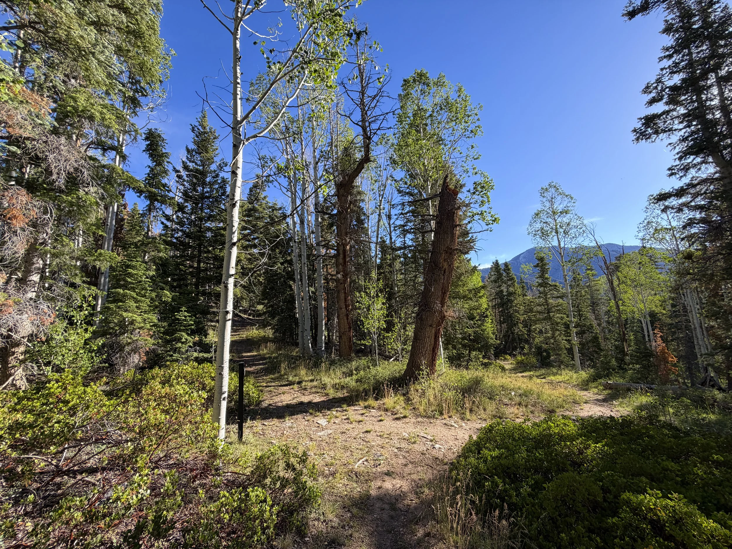 Snake Creek Overlook Loop Trail Great Basin National Park Nevada