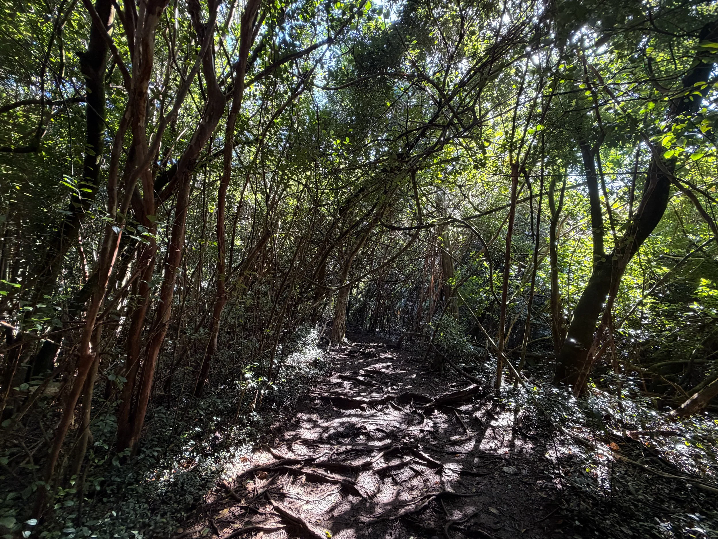 Judd Loop Trail Oahu Hawaii