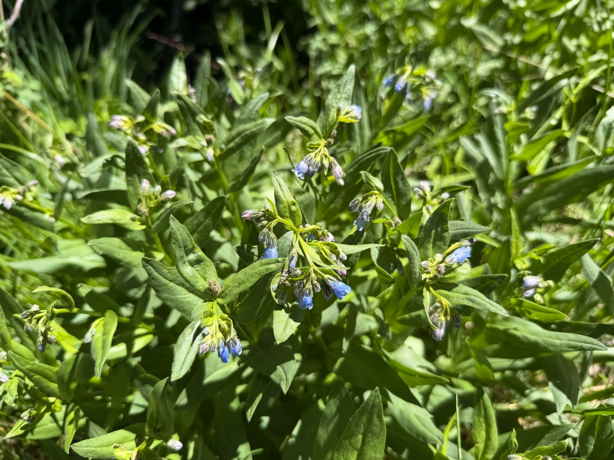 Franciscan Bluebells Mertensia franciscana