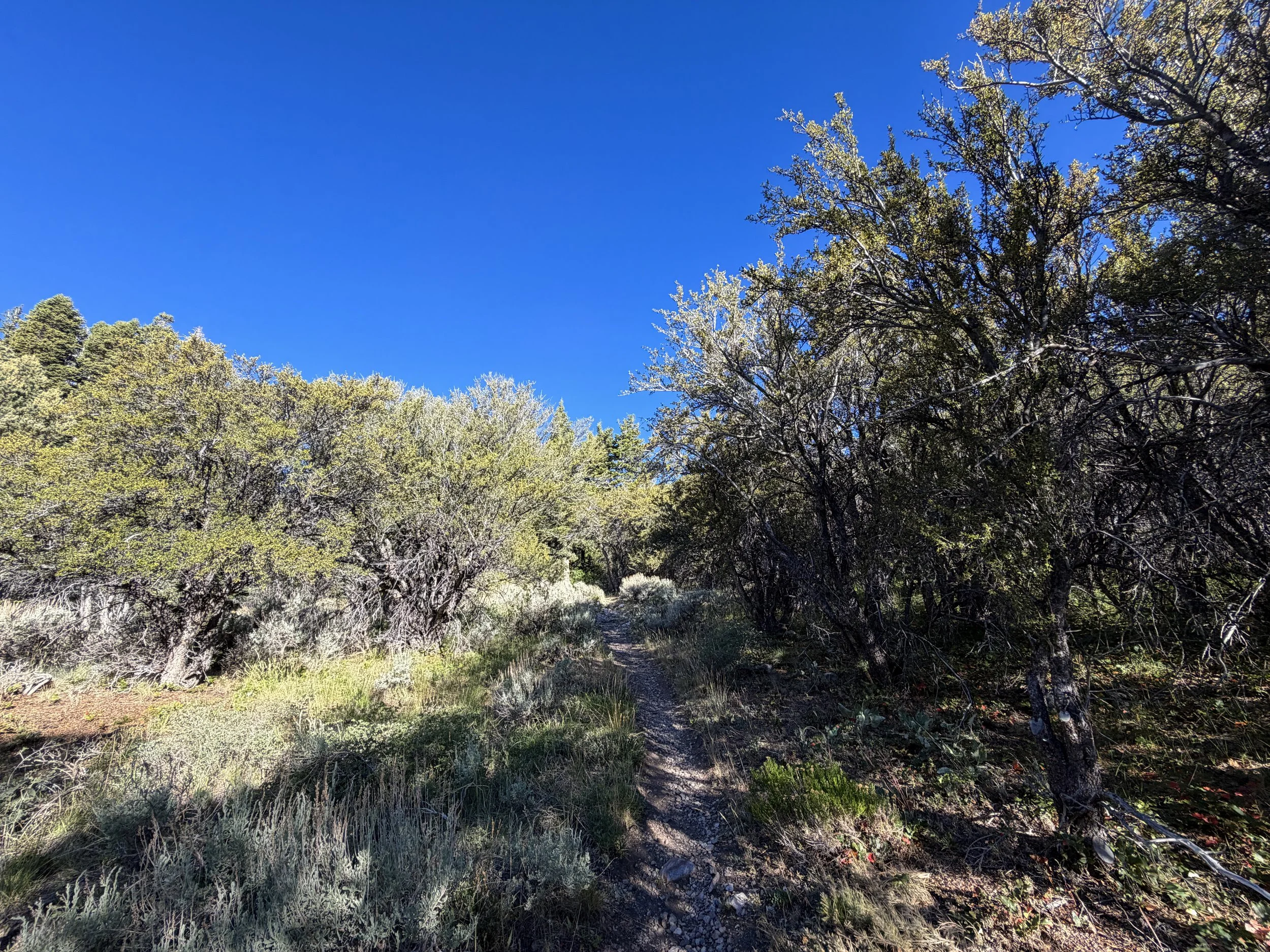 Lehman Creek Hike Great Basin National Park Nevada