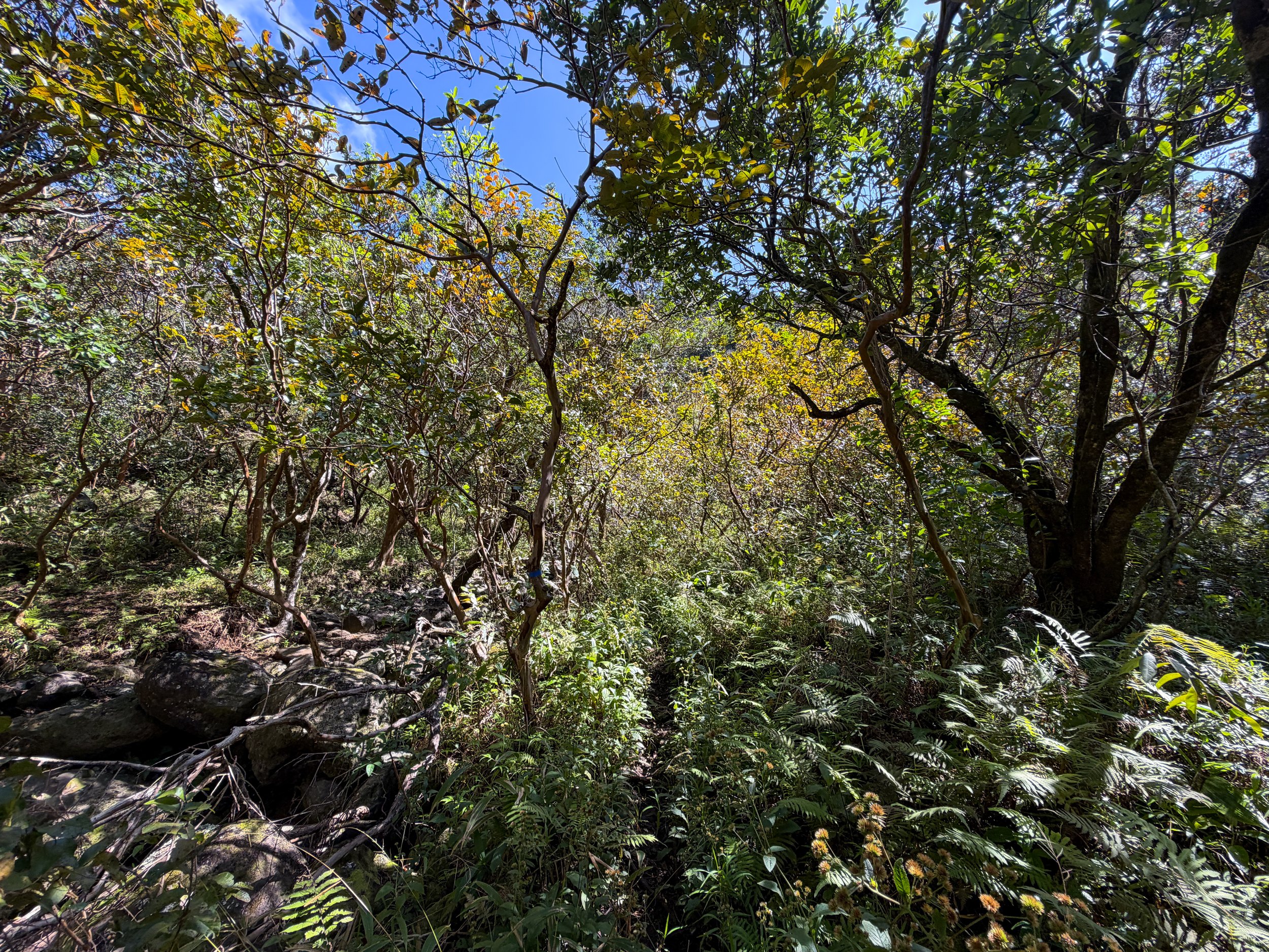 Kulanaahane Trail Oahu Hawaii