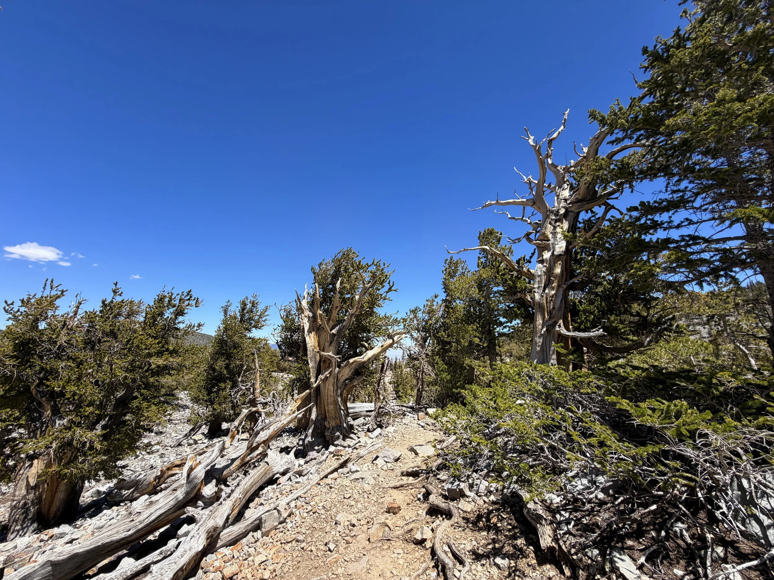 Bristlecone Pine Loop Trail Great Basin National Park Nevada