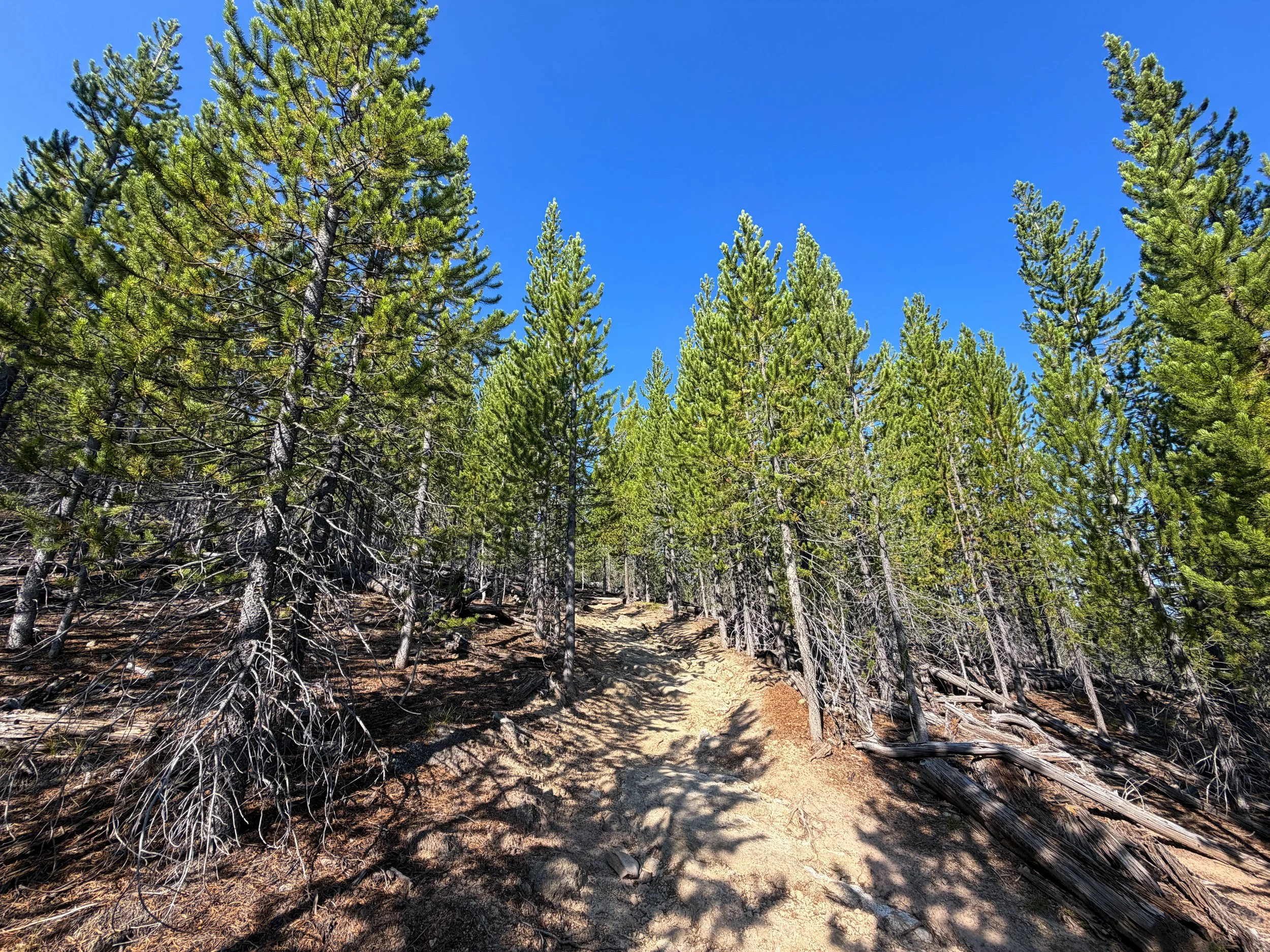Monument Geyser Basin Trail Yellowstone National Park Wyoming