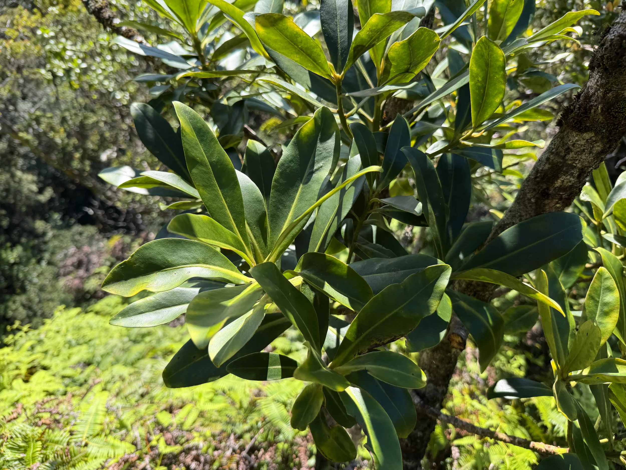 Alaa Pouteria sandwicensis