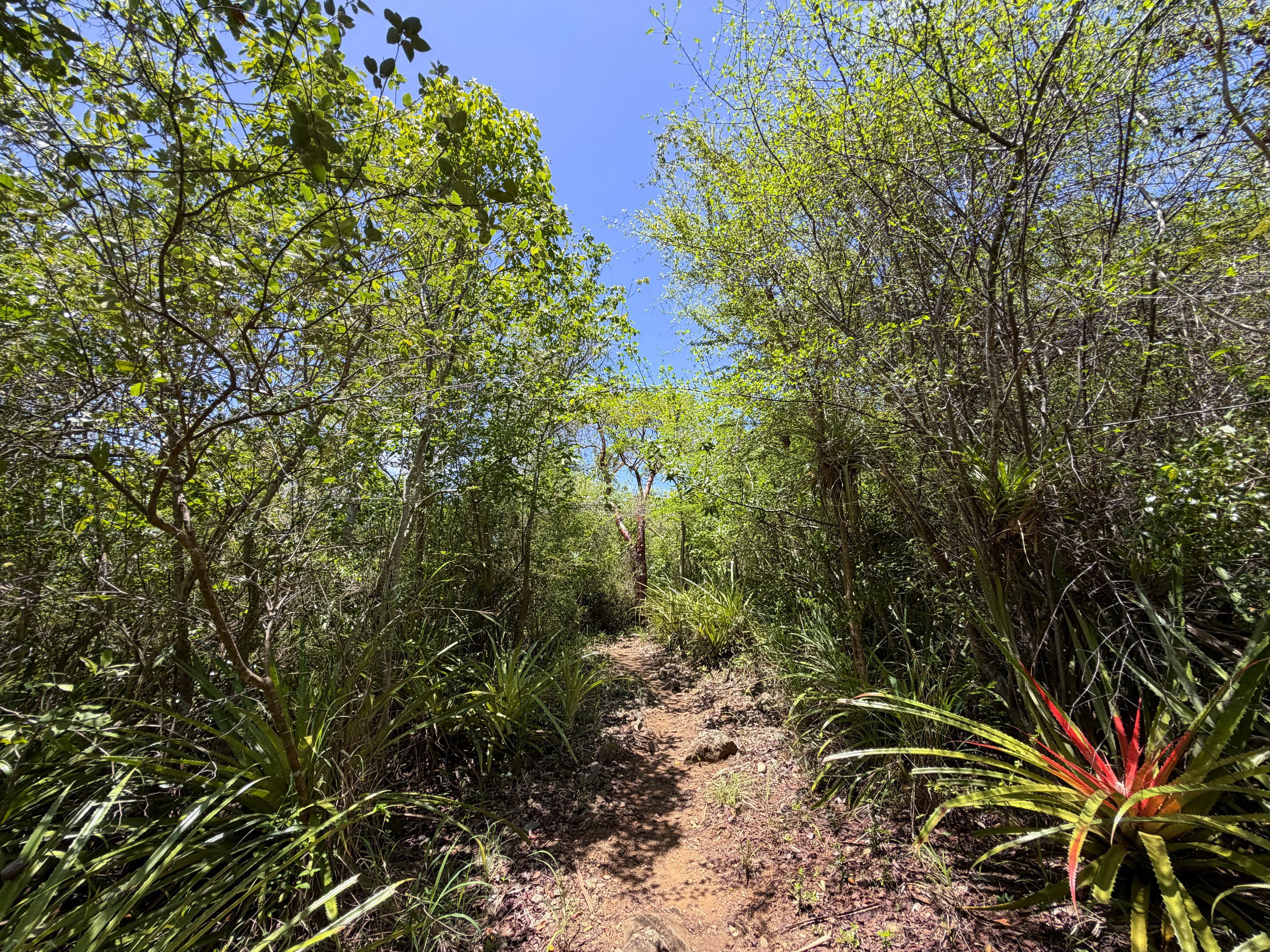 Caneel Hill Trail Virgin Islands National Park