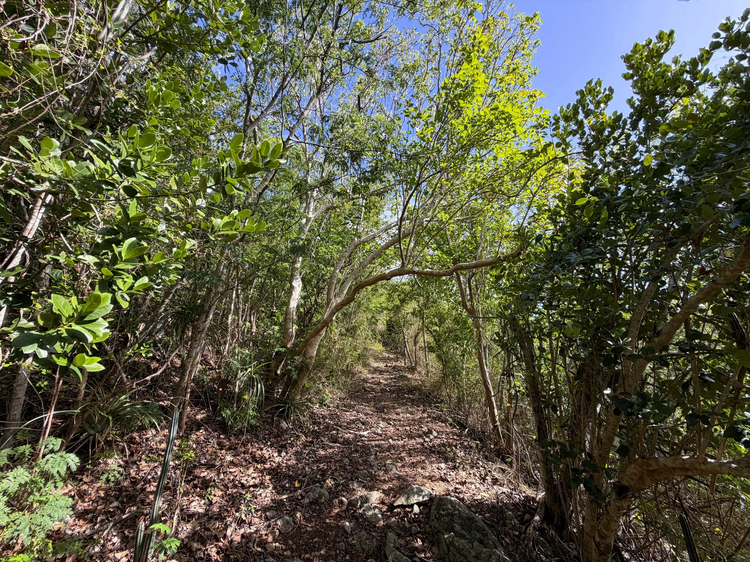 Bordeaux Mountain Trail Virgin Islands National Park