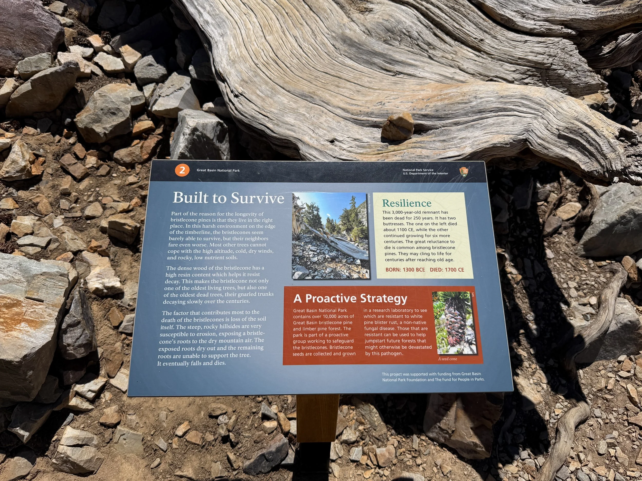 Bristlecone Loop Trail Great Basin National Park Nevada