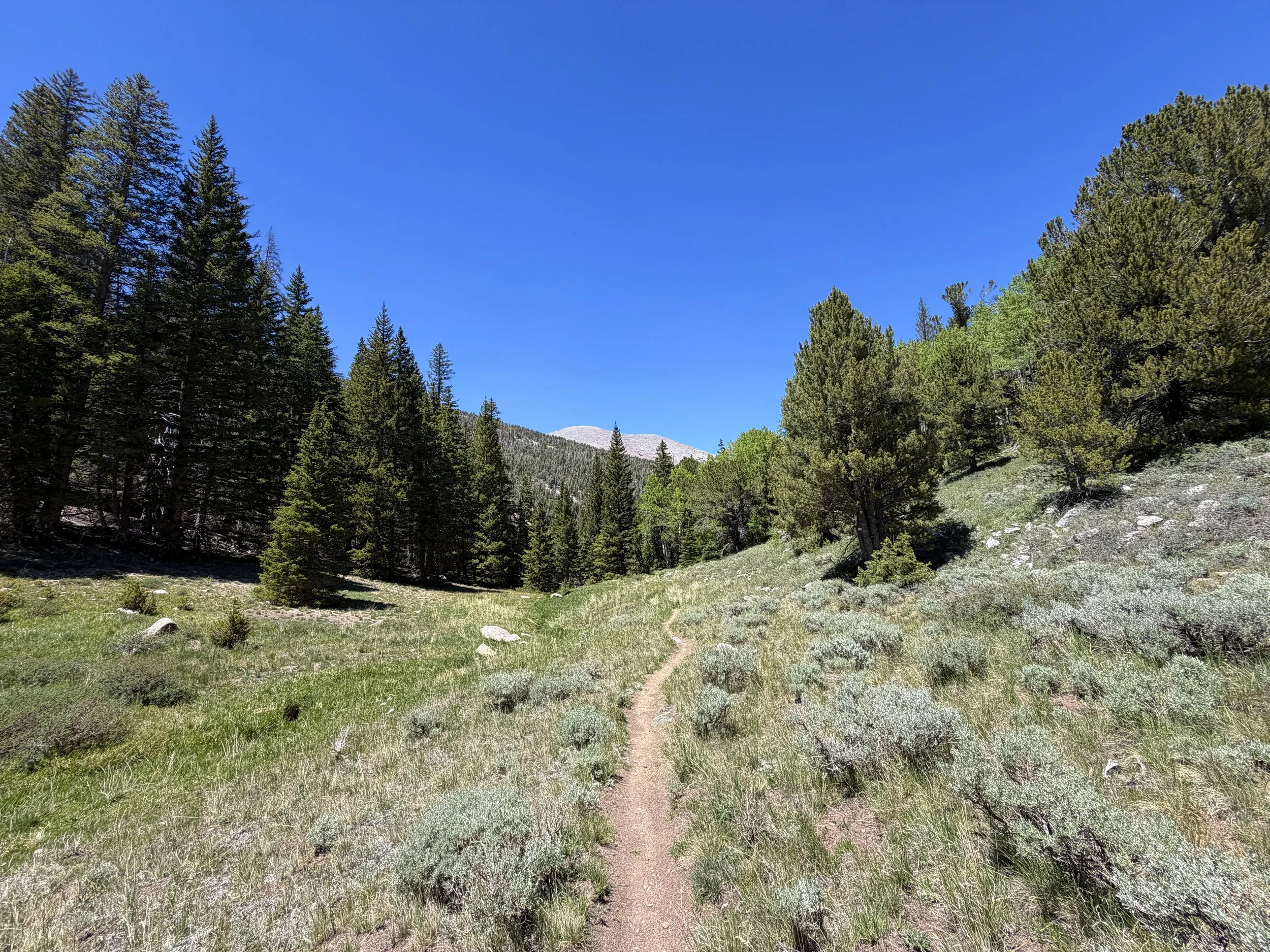 Timber Creek Loop Trail Great Basin National Park Nevada