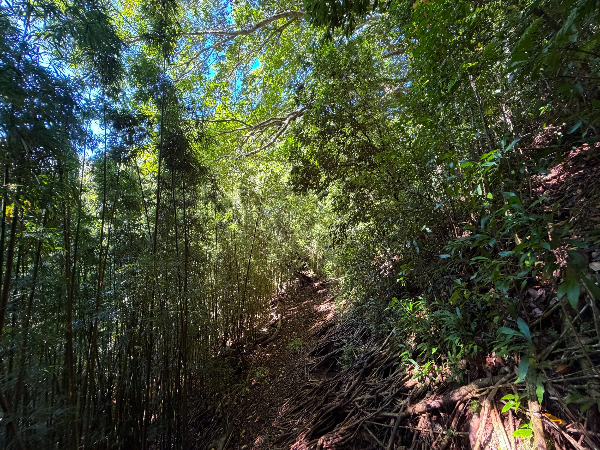 Aihualama Trail Oahu Hawaii