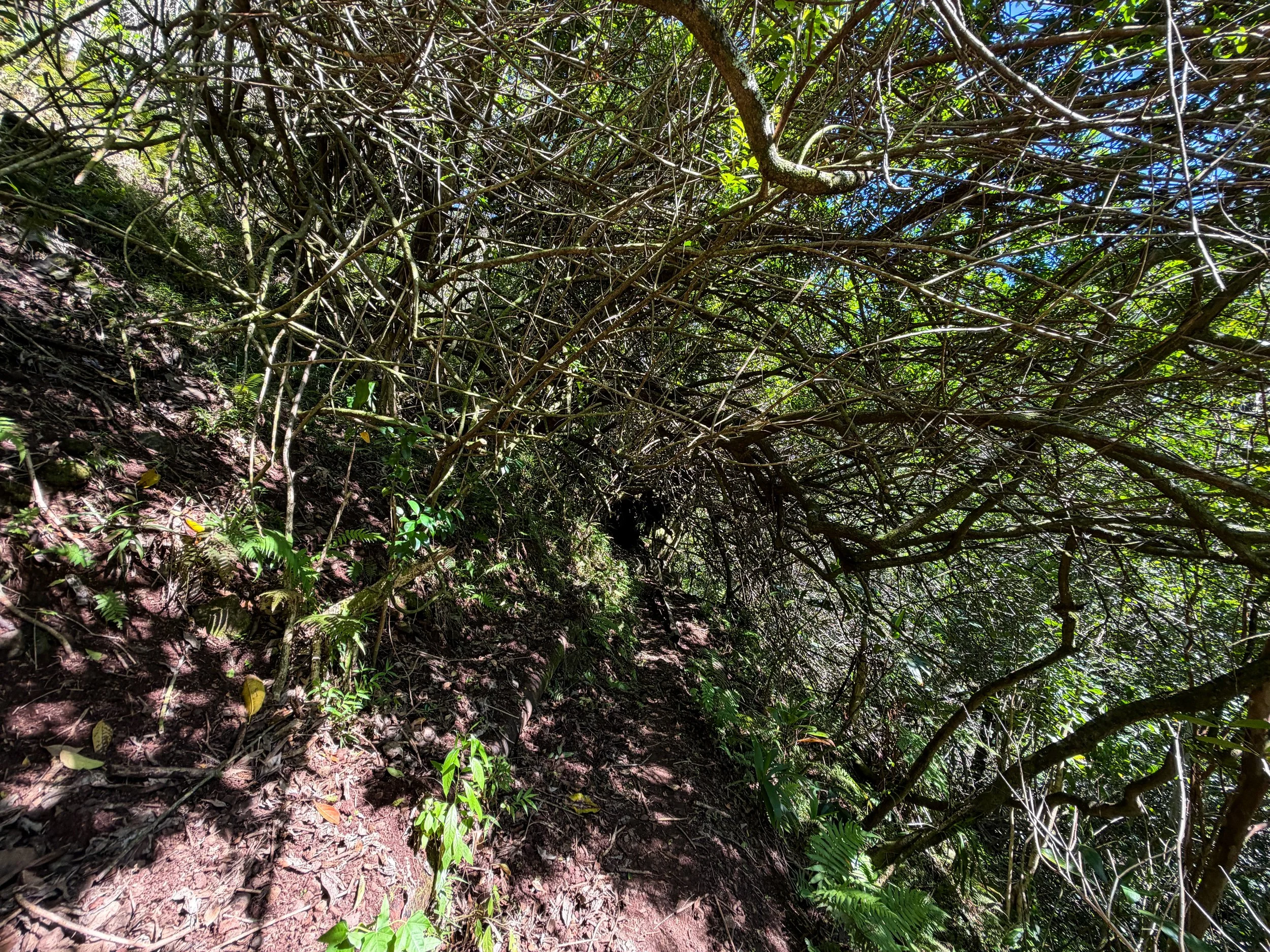 Kaau Crater Loop Trail Oahu Hawaii