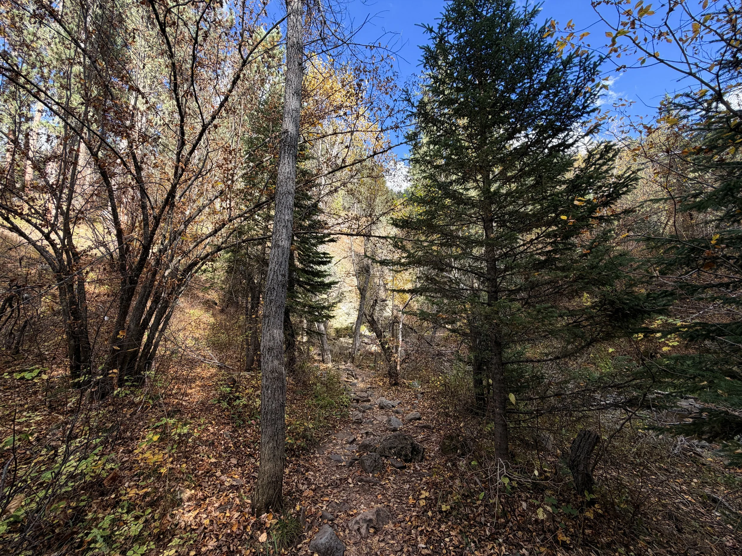 Devils Bathtub Trail Spearfish Canyon Black Hills South Dakota
