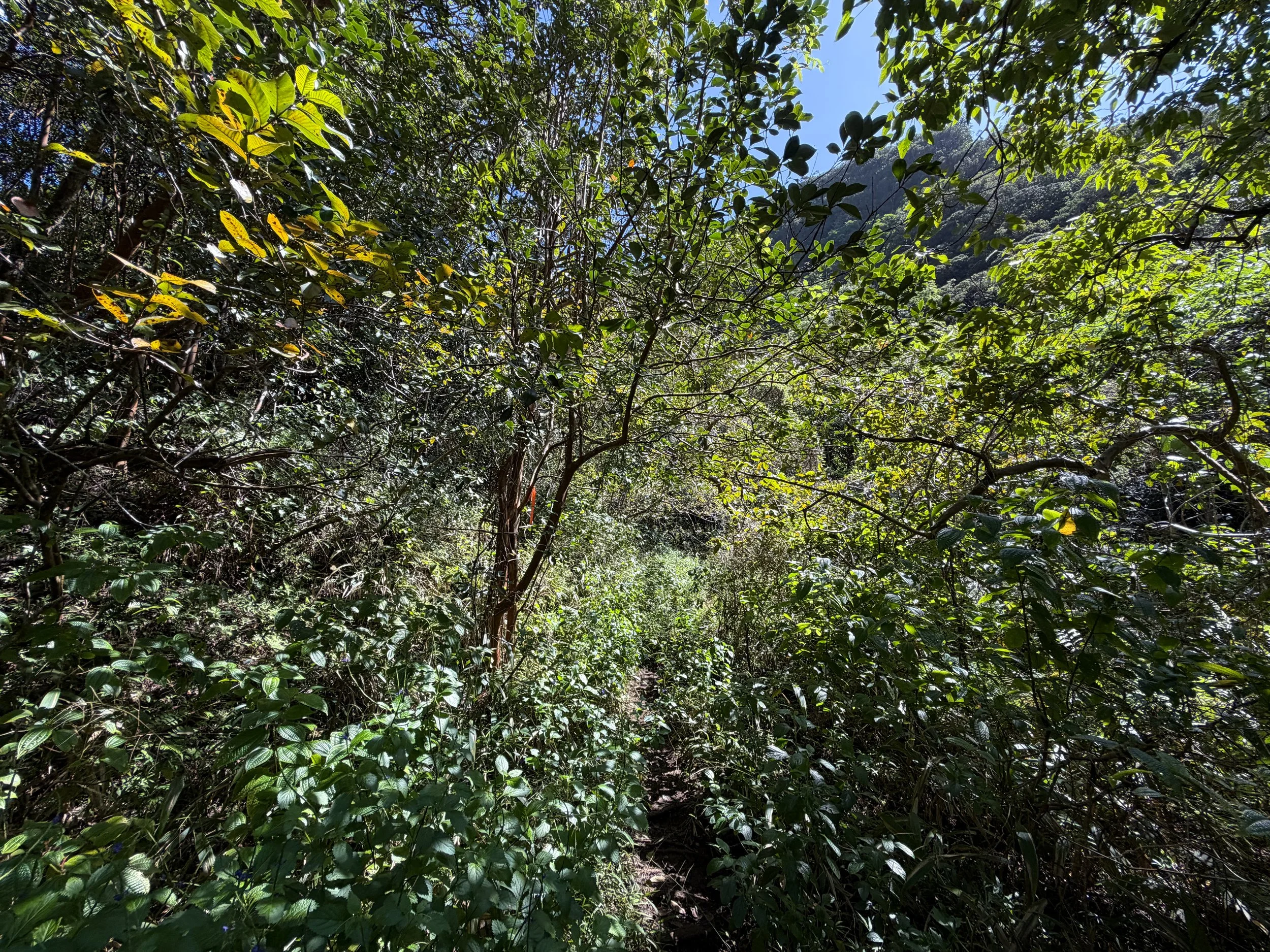 Kulanaahane Trail to Moanalua Saddle Oahu Hawaii