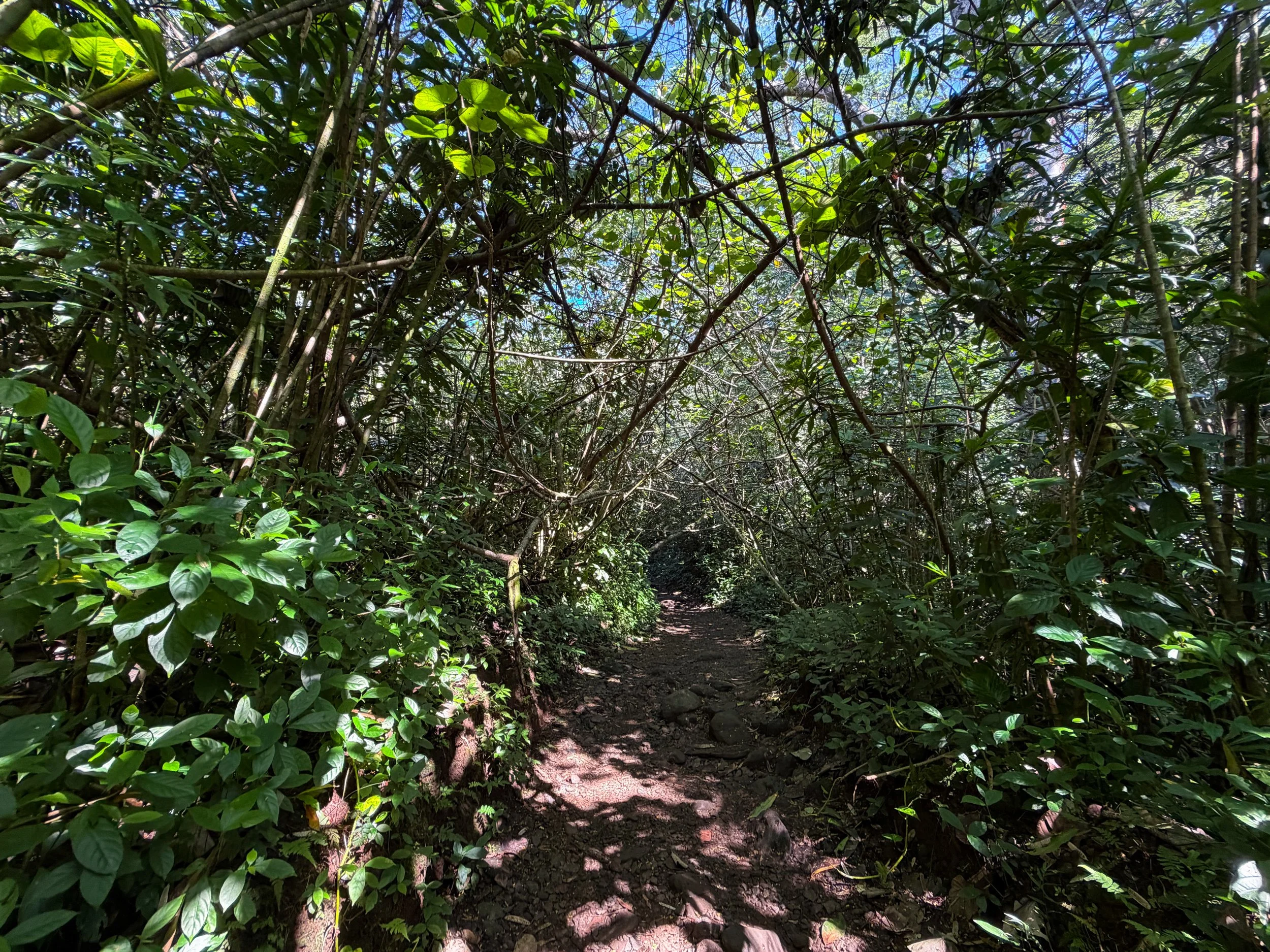 Manoa Falls Hike Oahu Hawaii