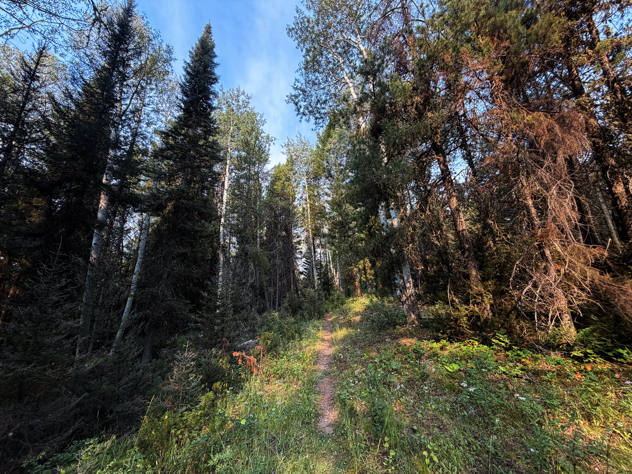 Boulder Aspen Ridge Loop Trail Grand Teton National Park Wyoming
