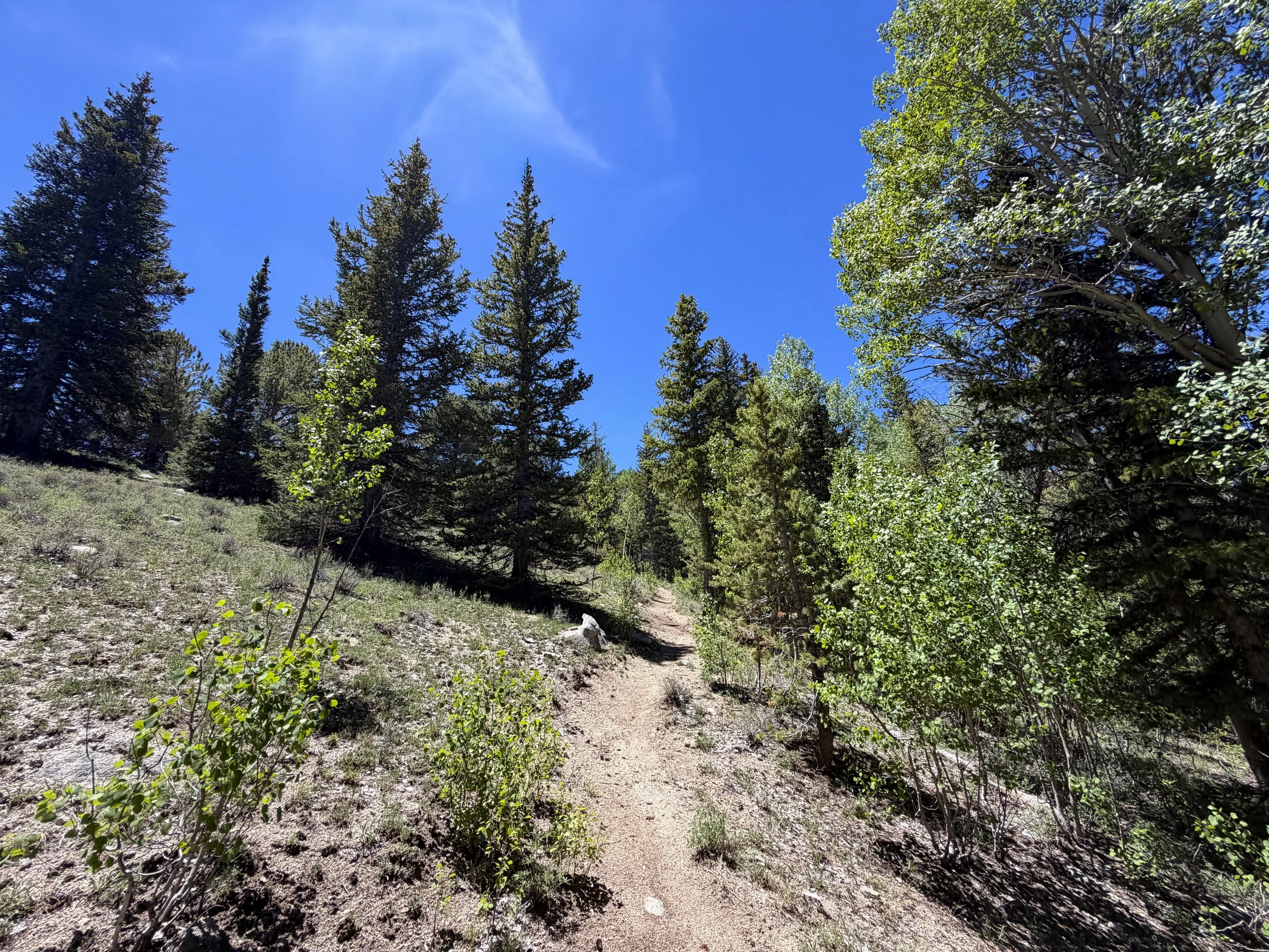 Timber Creek Trail Great Basin National Park Nevada