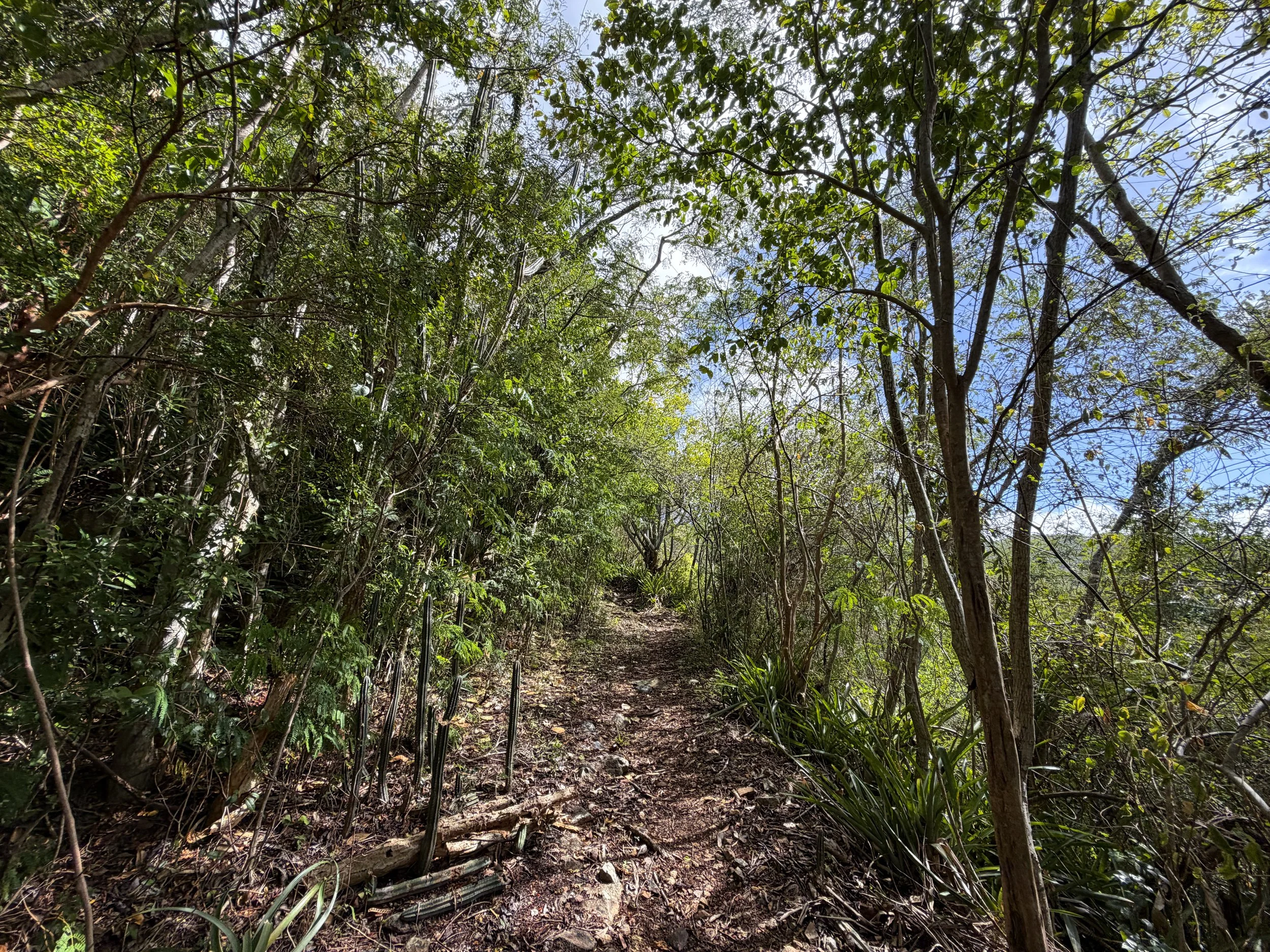 Bordeaux Mountain Hike Virgin Islands National Park