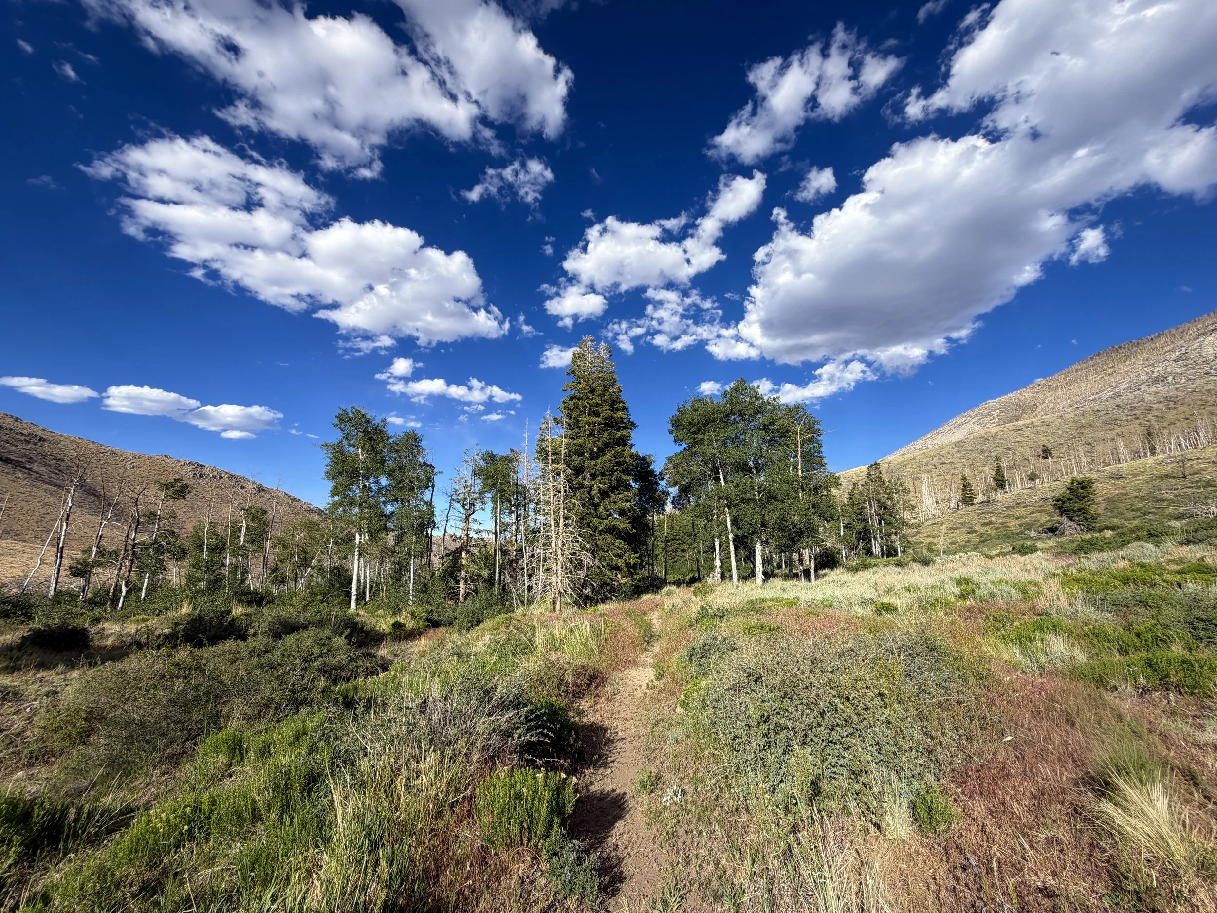 Sage Steppe Loop Trail Great Basin National Park Nevada