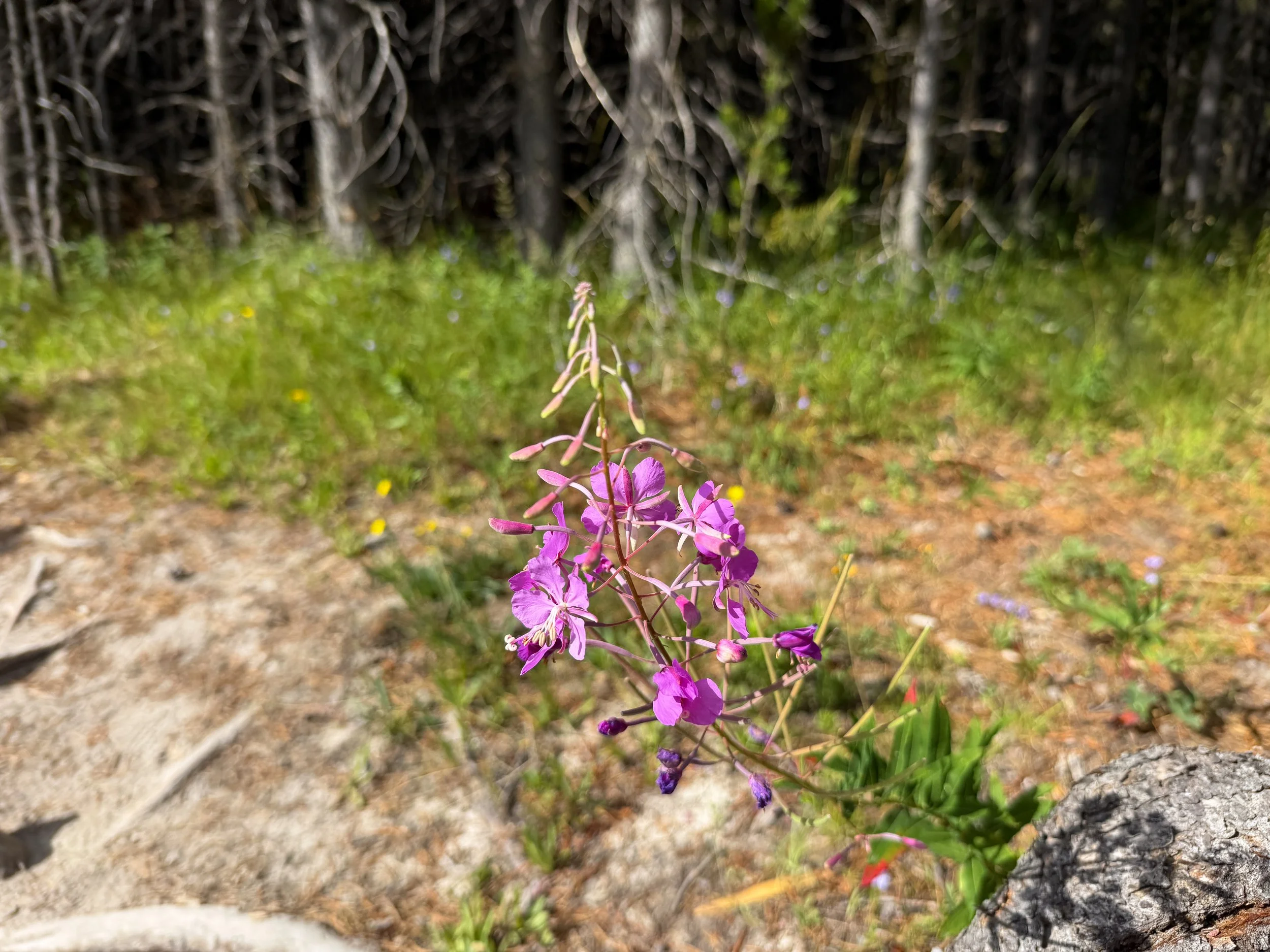 Fireweed Epilobium angustifolium