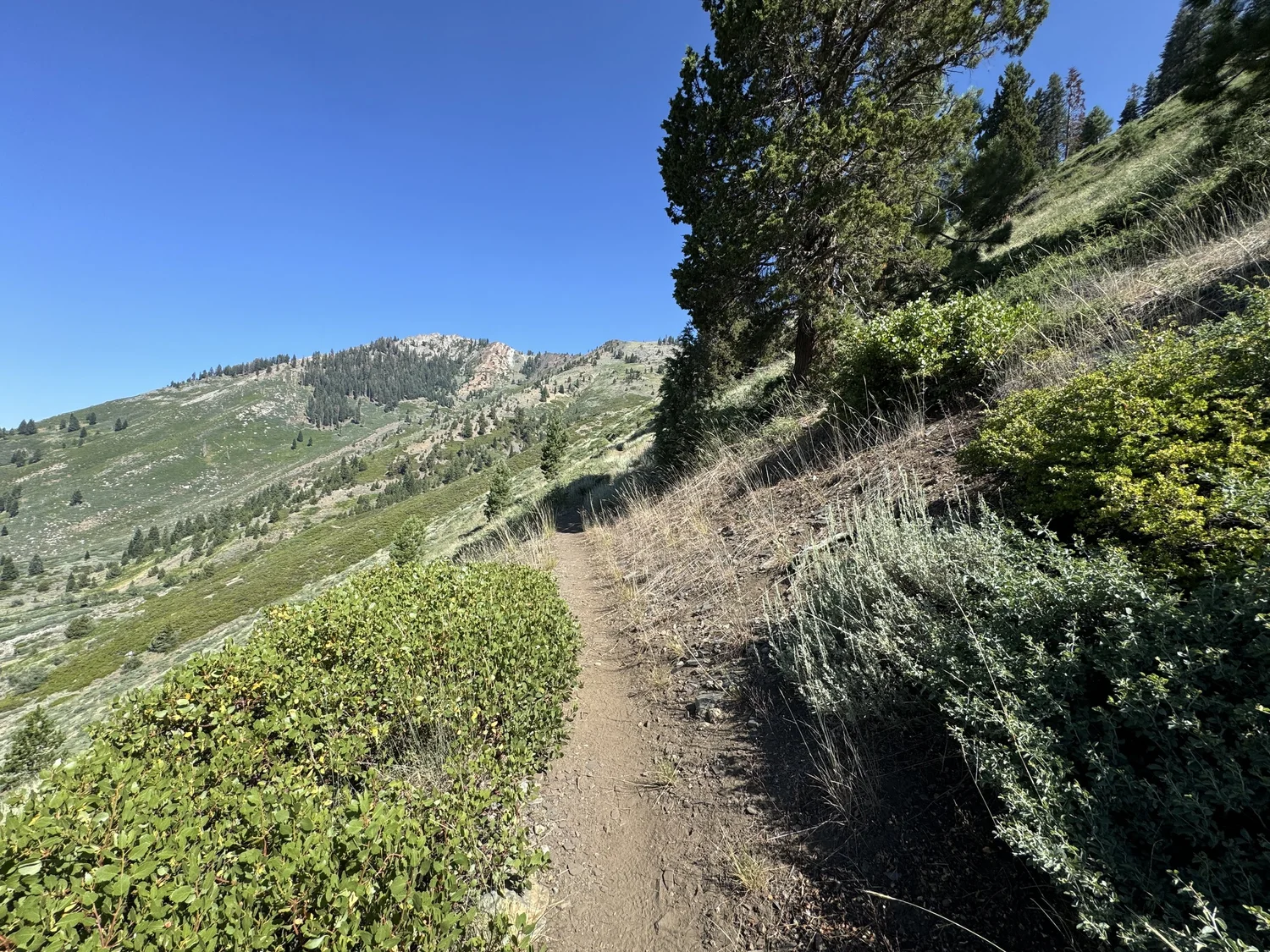 Hiking the Mineral King Loop Trail in Sequoia National Park — noahawaii