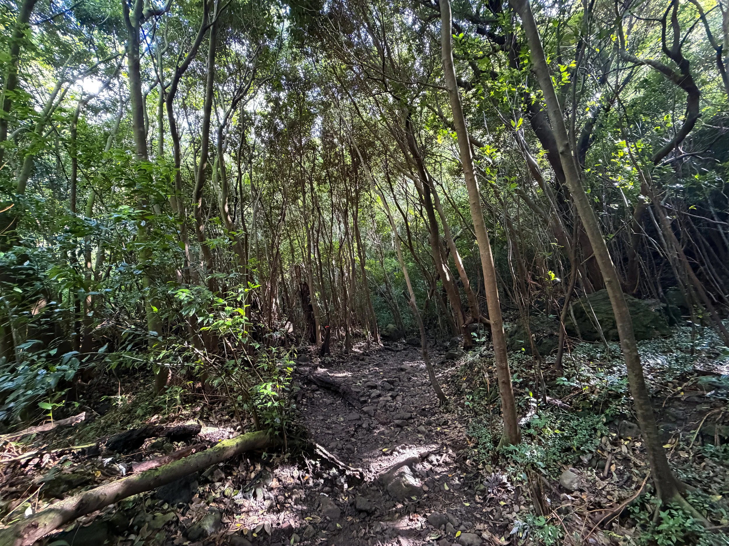 Lulumahu Falls Trail Oahu Hawaii