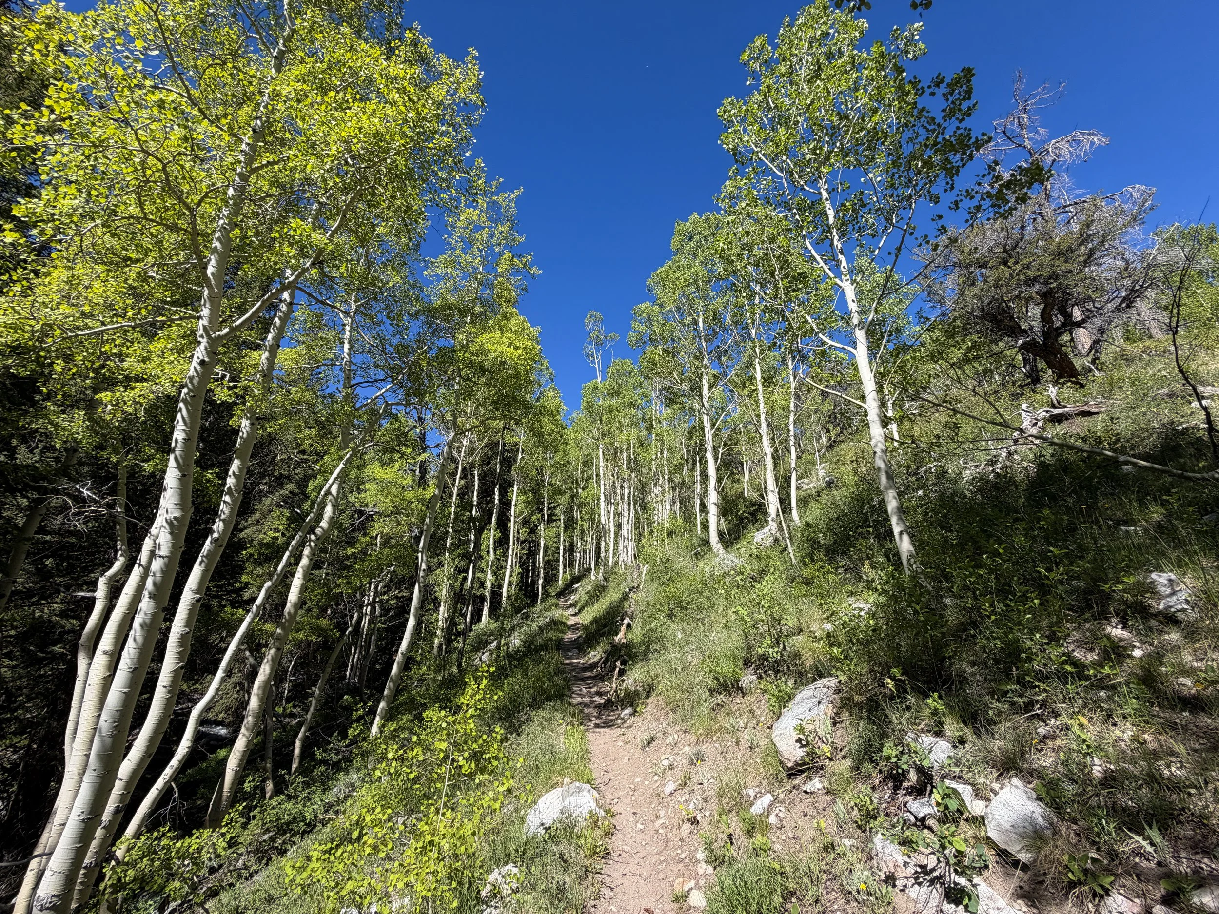 Baker Lake Hike Great Basin National Park Nevada
