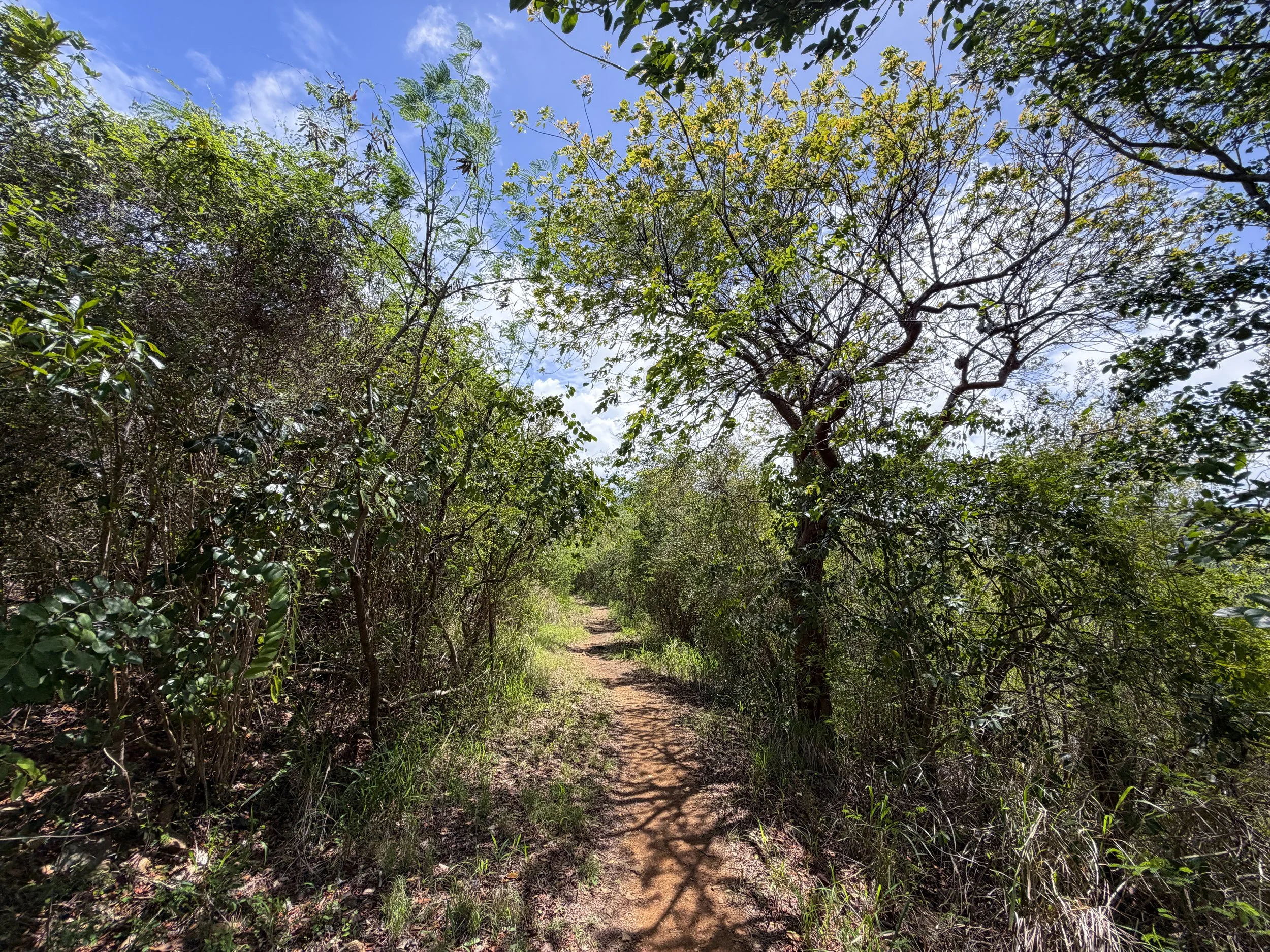 Lind Point Trail Virgin Islands National Park