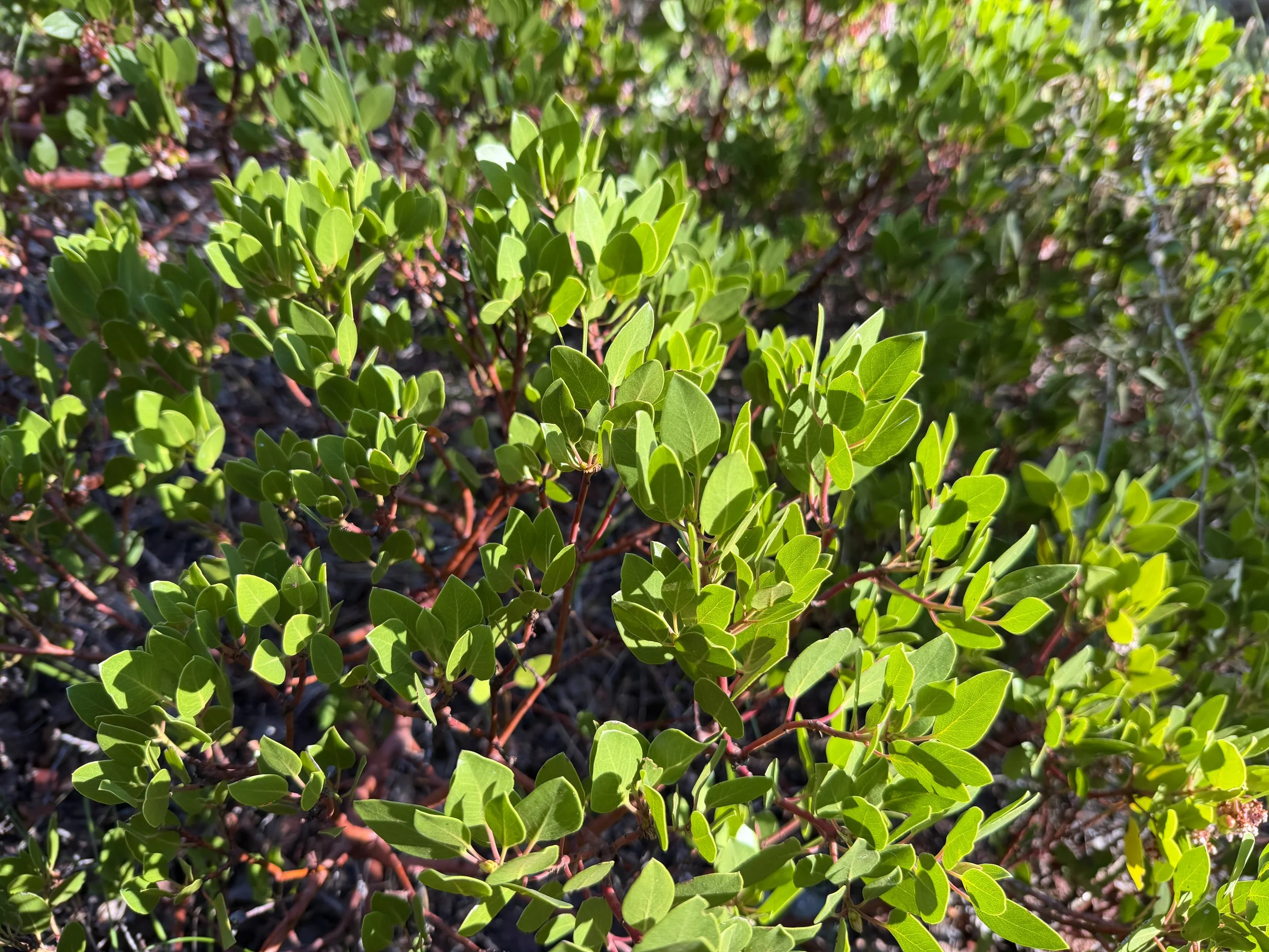 Green-leaf Manzanita Arctostaphylos patula