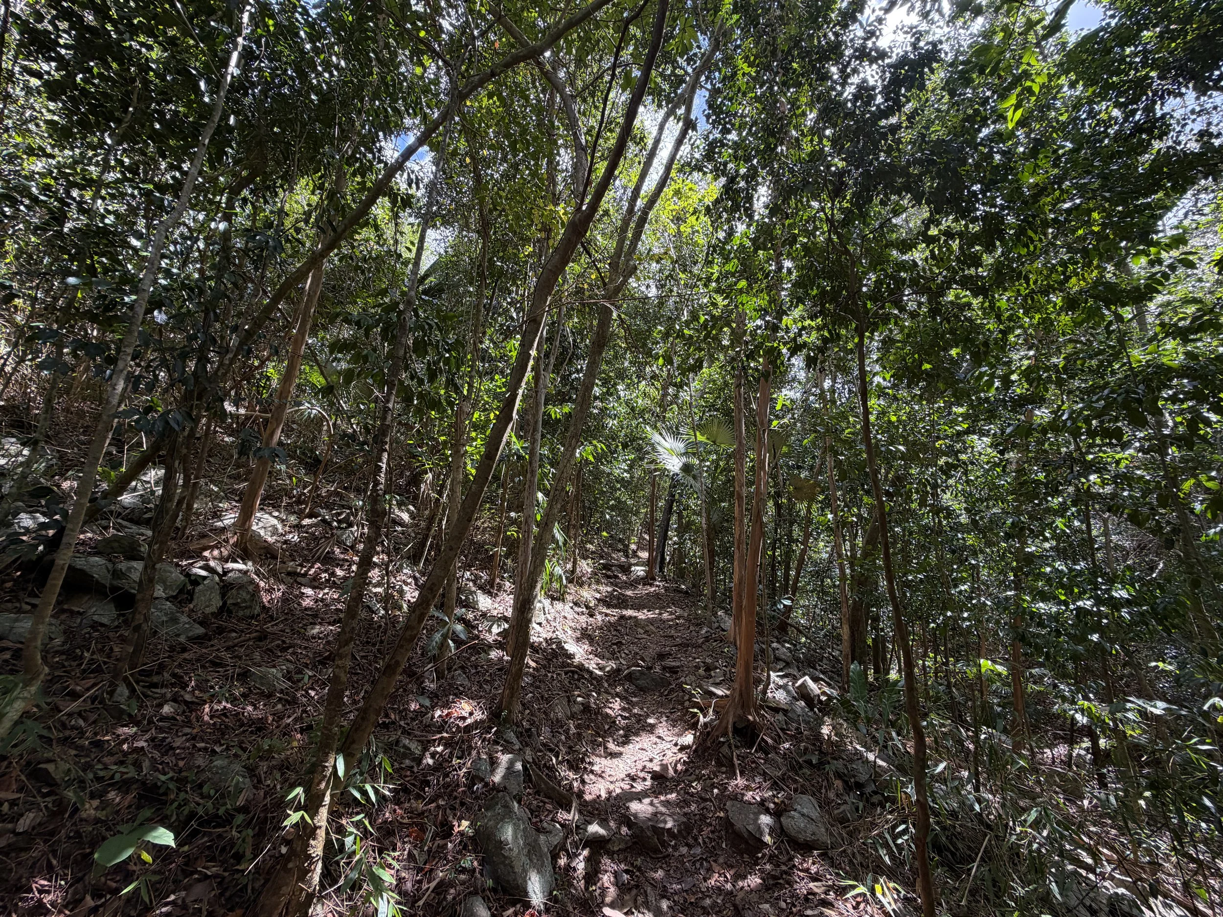 Cinnamon Bay Trail Virgin Islands National Park