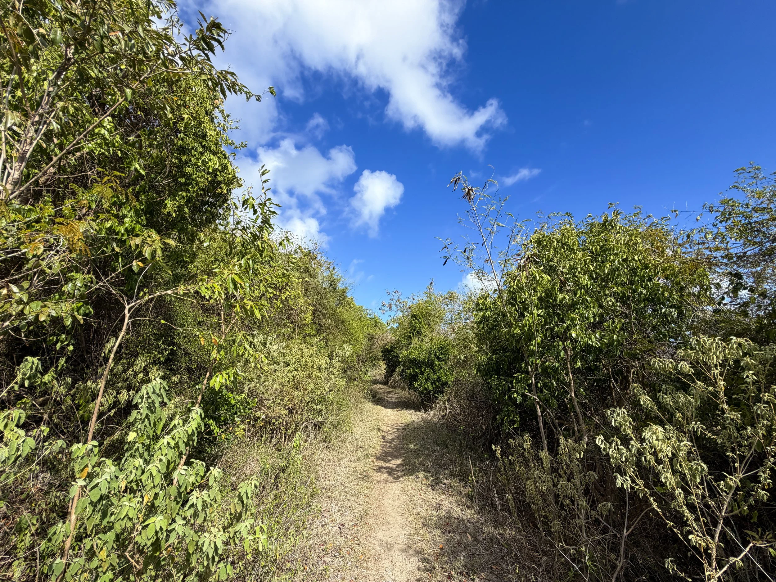 Johnny Horn Trail Virgin Islands National Park