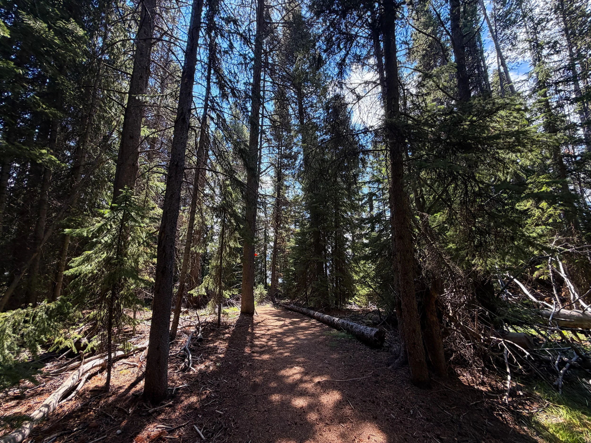 Storm Point Loop Trail Yellowstone National Park Wyoming