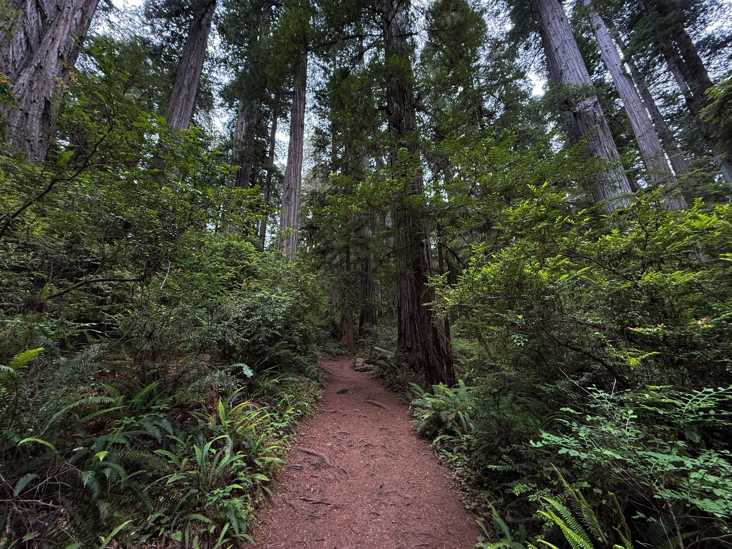Boy Scout Tree Trail Jedediah Smith Redwoods State Park California